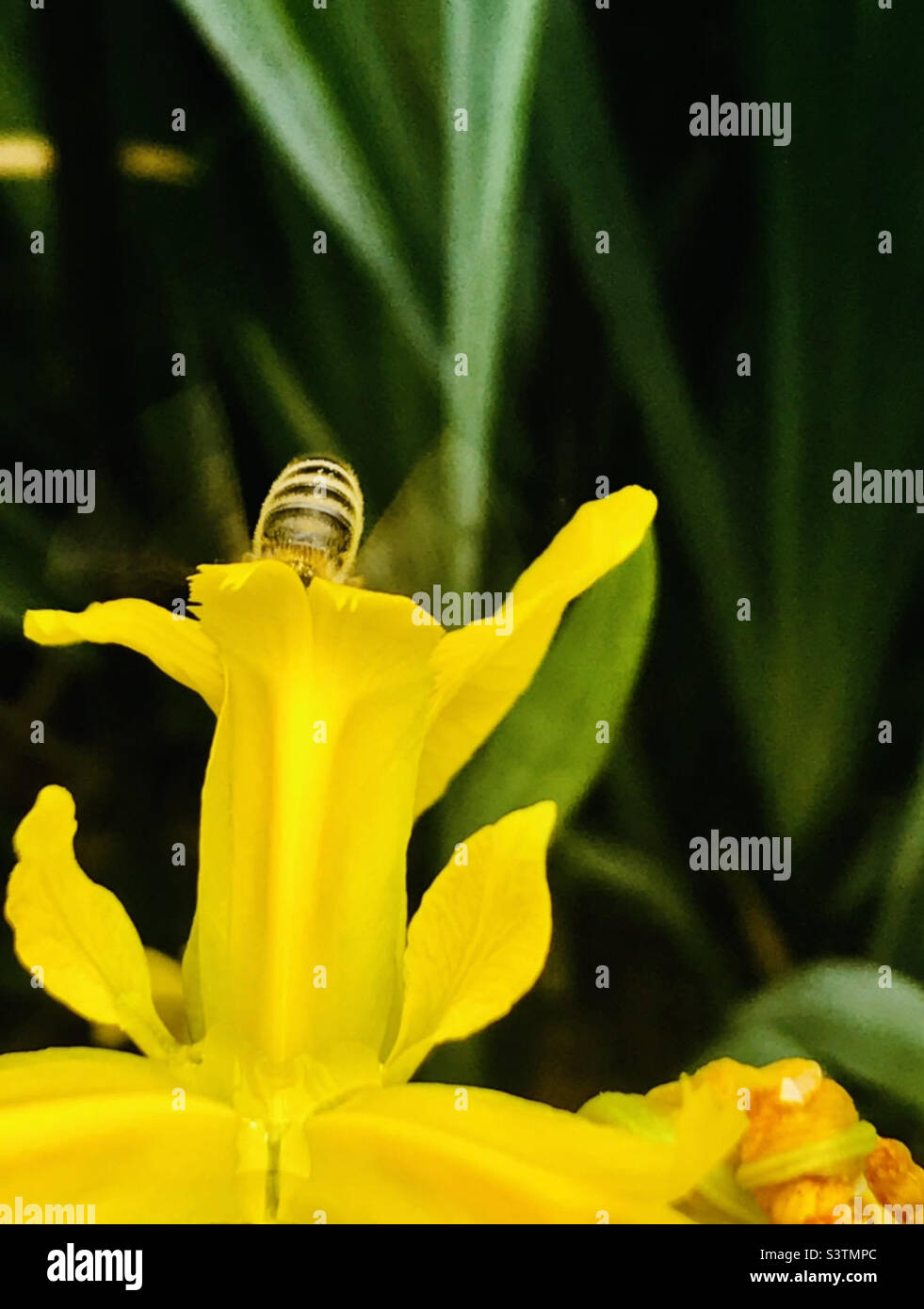 Abeille plongée dans un spherdil de spherg pour le pollen Banque D'Images