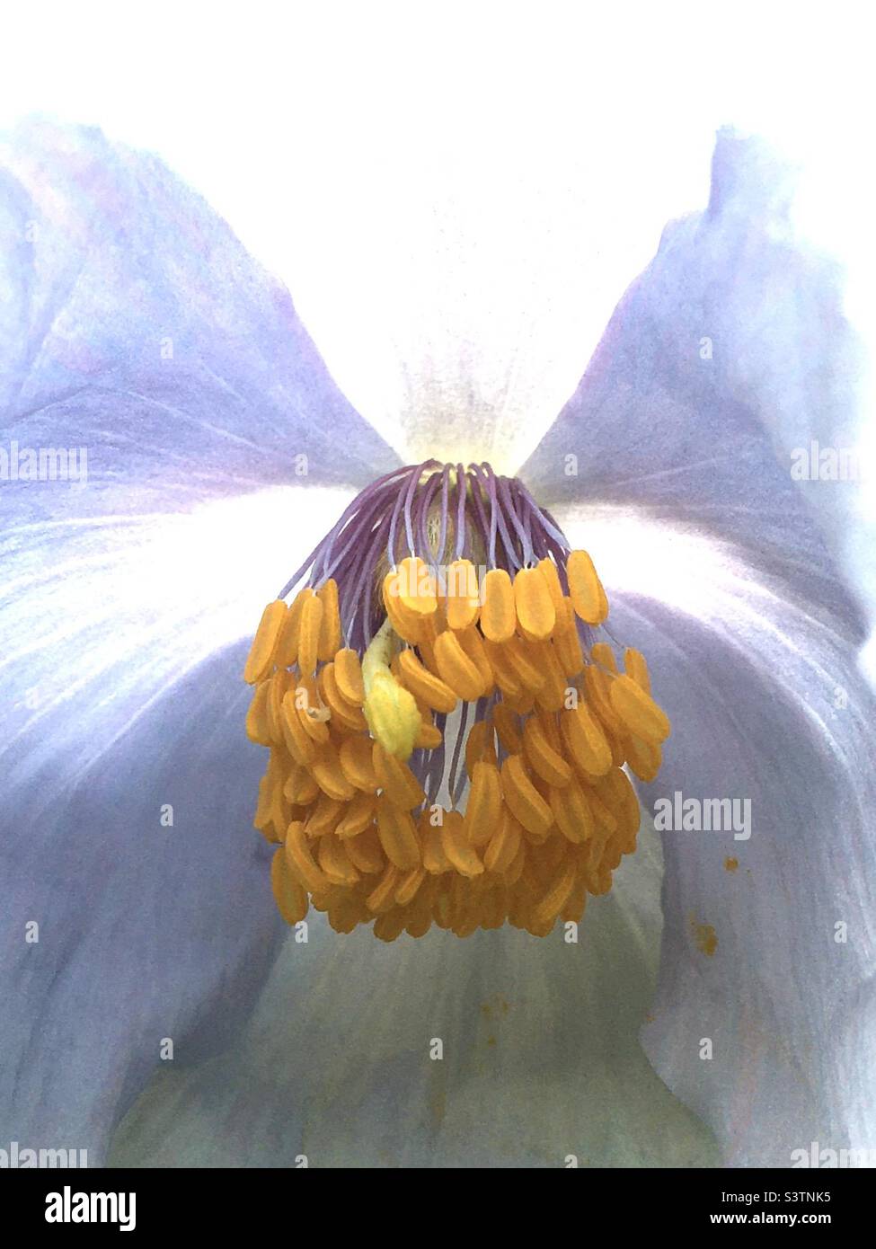 Coquelicot, bleu, blanc, jaune, nature, beauté Banque D'Images