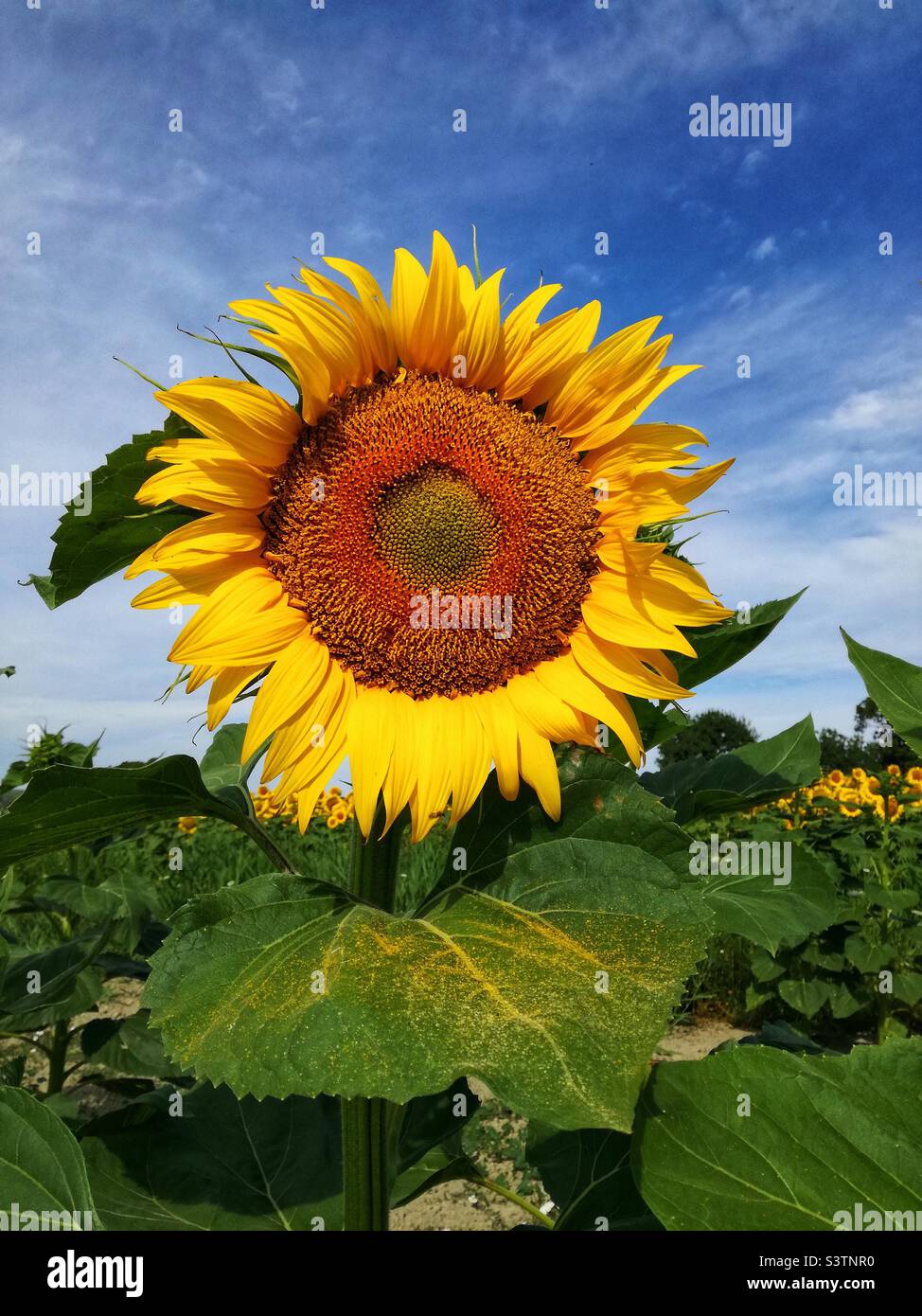 Tournesol Banque D'Images