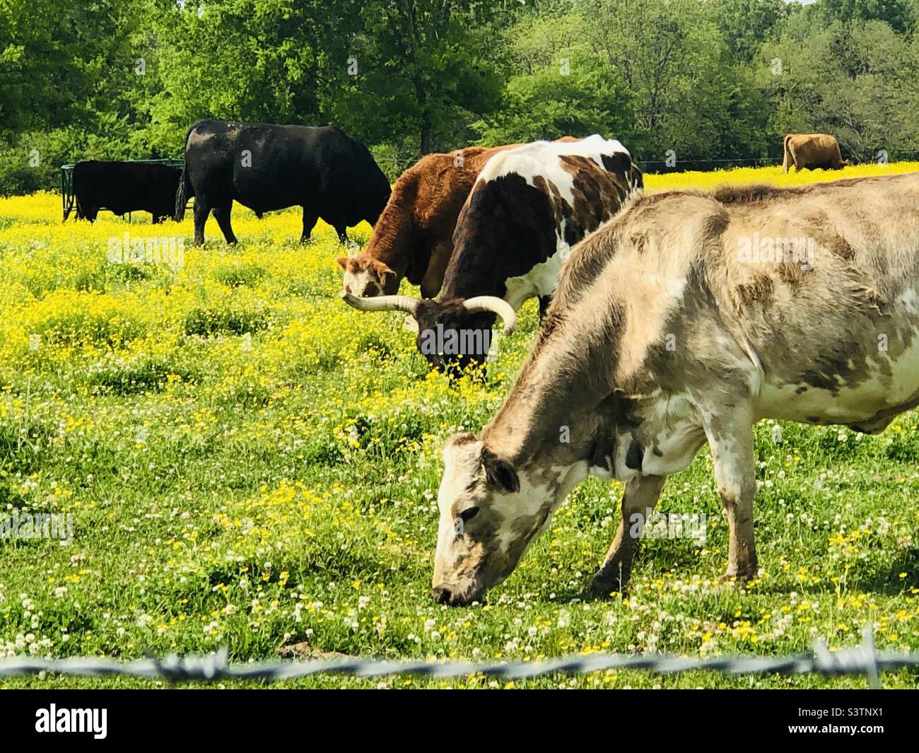 Vaches dans un champ avec des fleurs jaunes. Banque D'Images