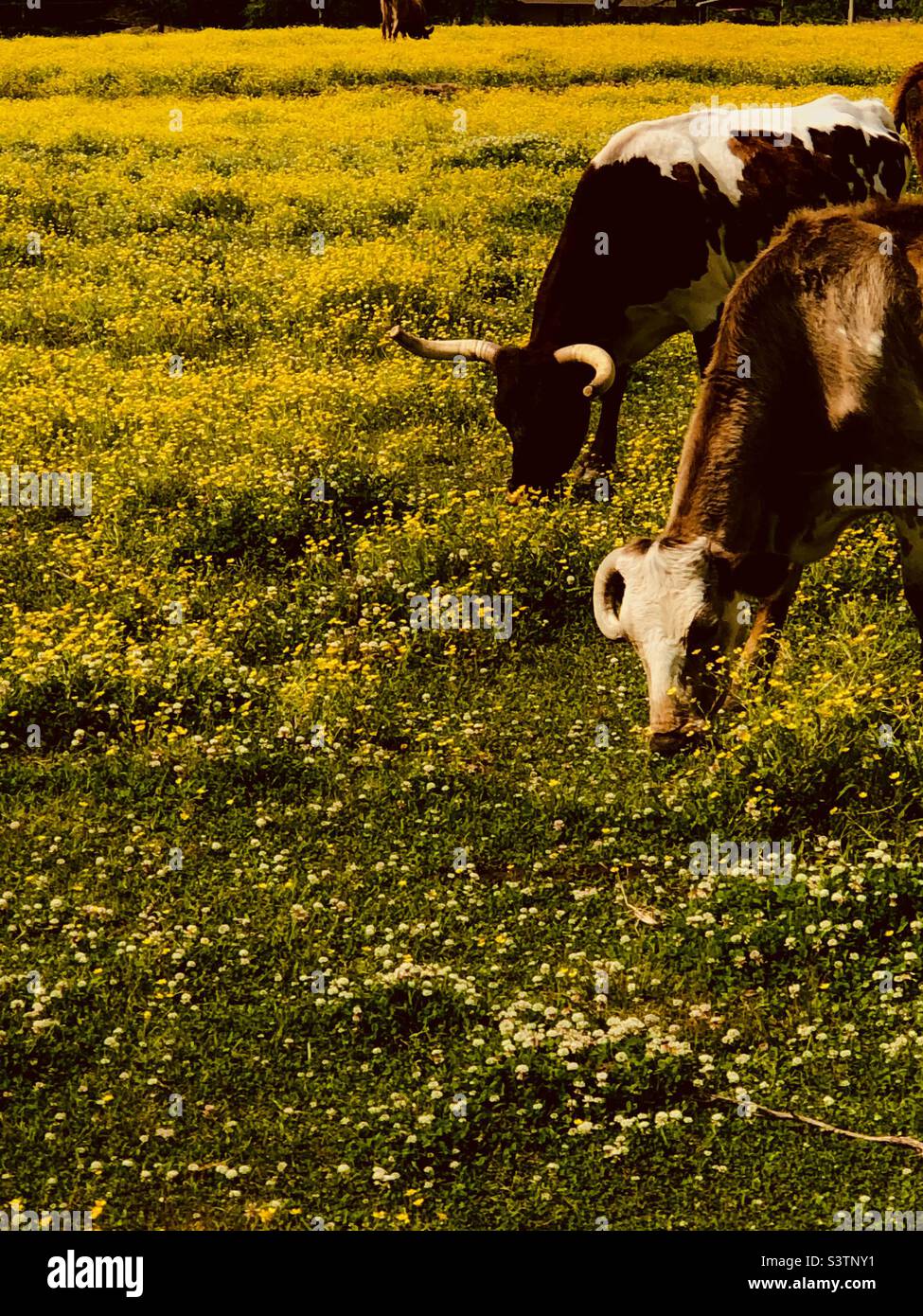 Vaches dans un champ. - Image de stock capturée avec un smartphone