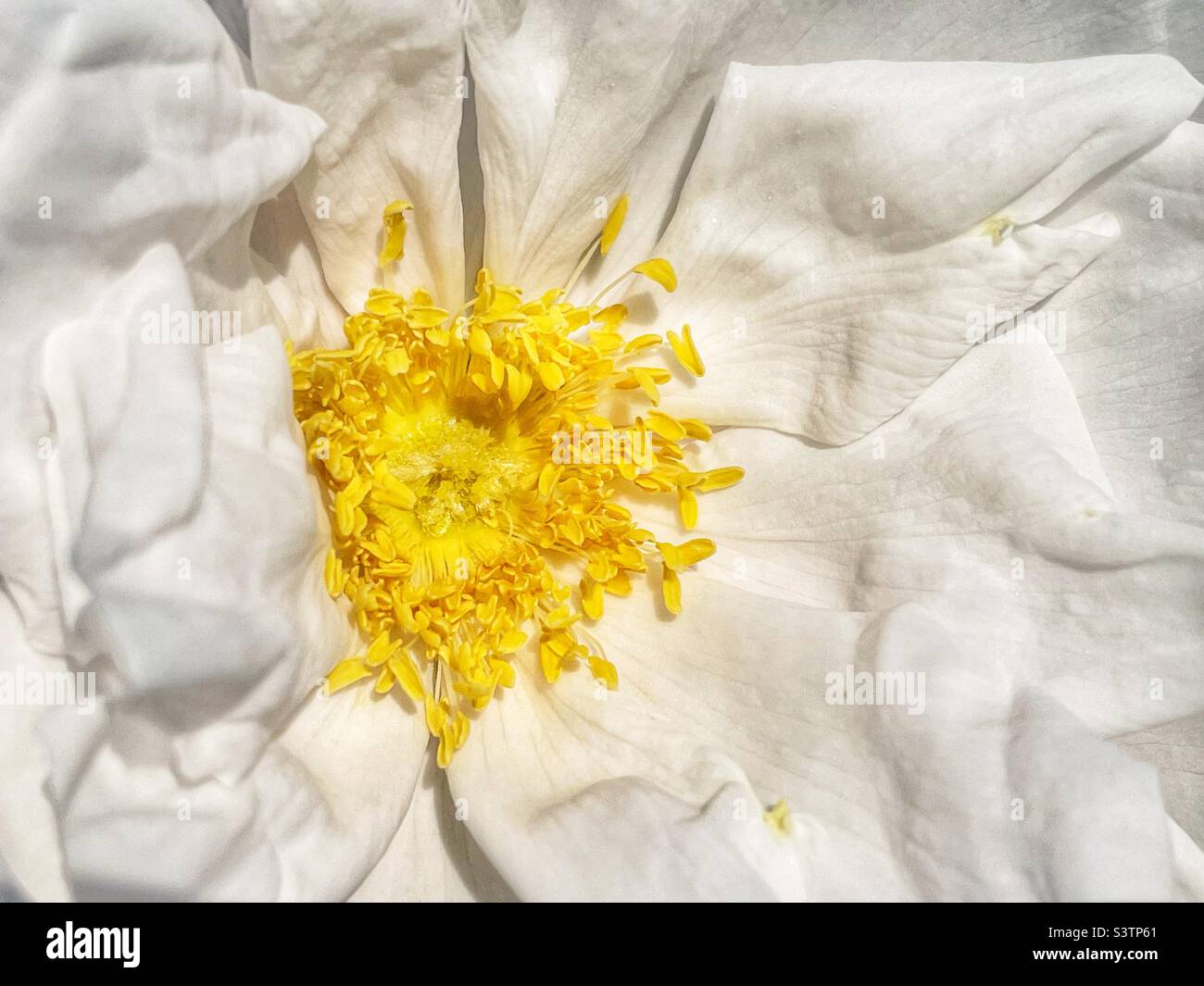 Gros plan d'une rose rugosa blanche à l'ancienne. - Image de stock capturée avec un smartphone