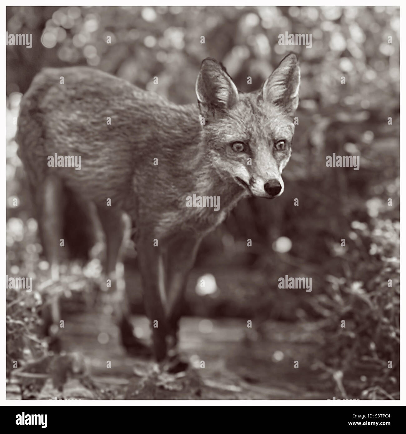 Fox dans le jardin Banque D'Images