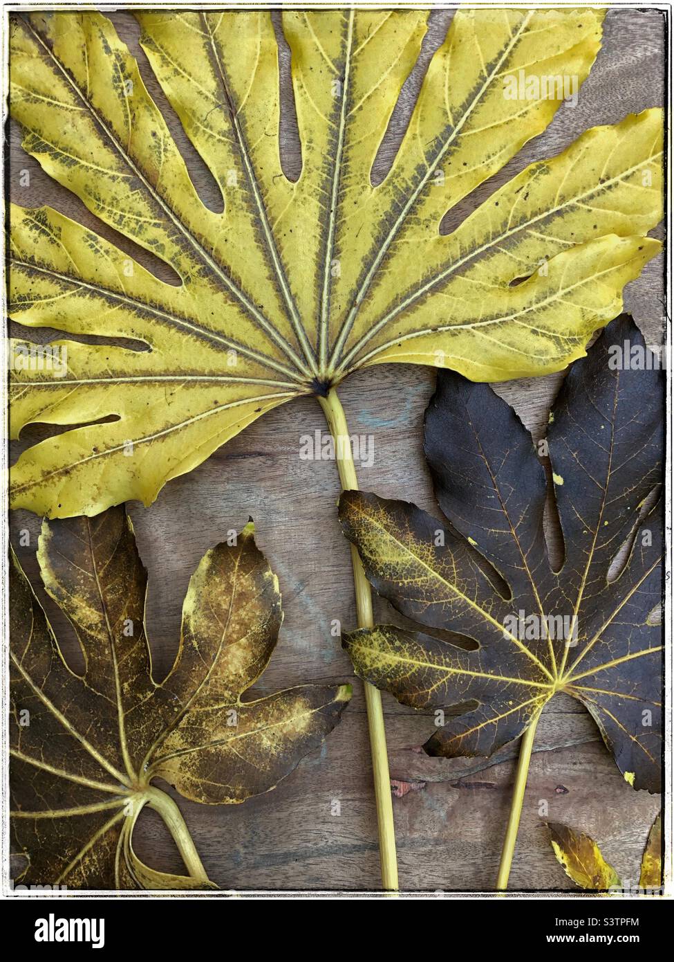 Gros plan détaillé des feuilles mortes de fausse plante de Castor Oil (fatsia japonica) avec des degrés variables de pourriture disposés dans un ventilateur sur un fond en bois Banque D'Images