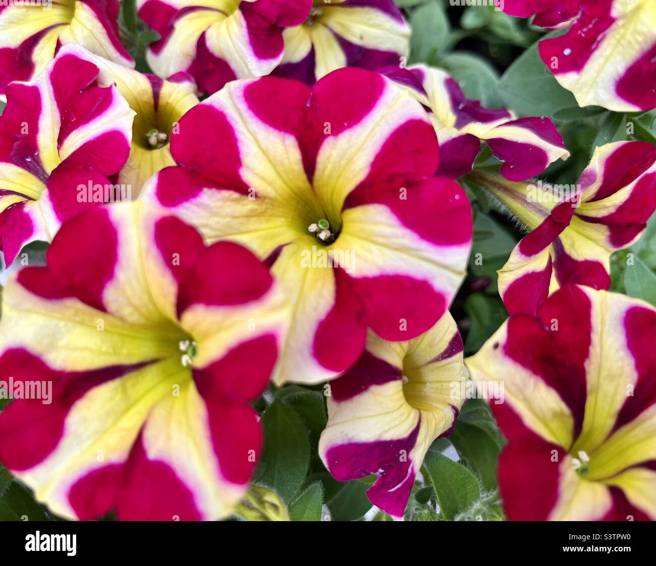 Pétunia rayé rose et jaune Amore Reine de cœur fleurs de jardin colorées vives détail gros plan - Image de stock capturée avec un smartphone