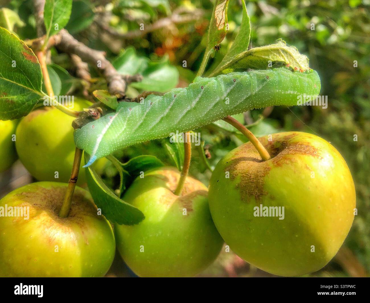 Éperon à l'œil (Smerinthus ocellatus) mangeant une feuille de pomme dans un jardin du Hampshire. Royaume-Uni - Image de stock capturée avec un smartphone