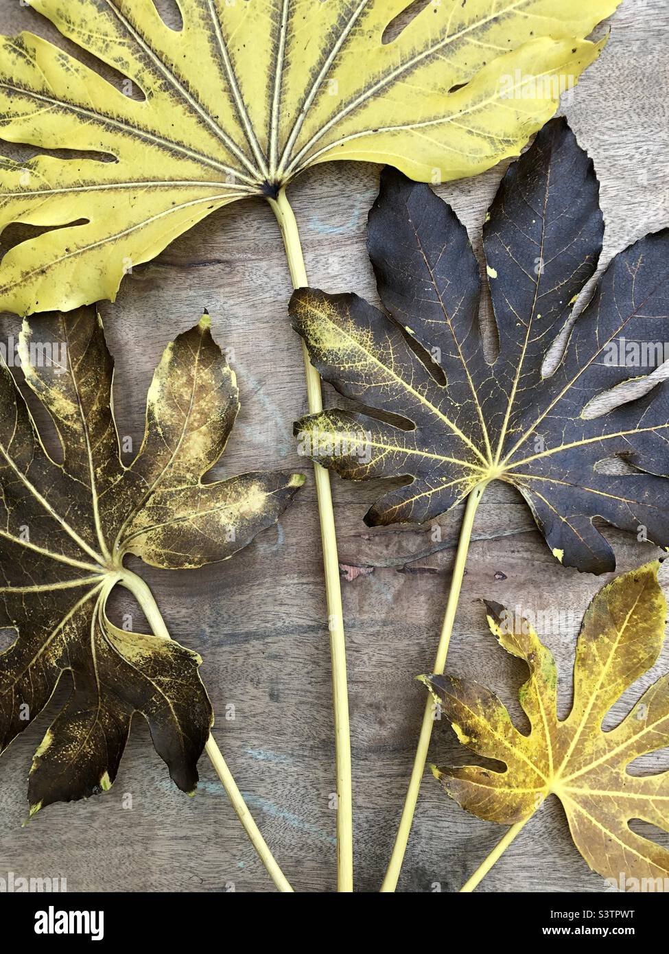 Mort Faux Castor huile feuilles de plante (fatsia japonica) avec des degrés variables de pourriture disposés dans un ventilateur sur un fond en bois. Banque D'Images