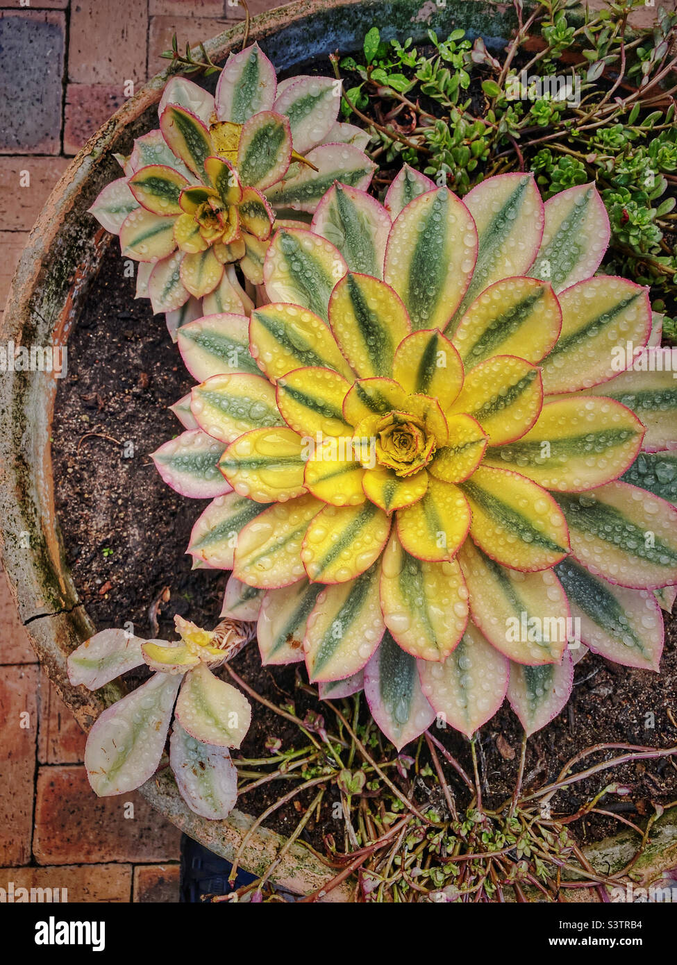 Fleurs succulentes en pot. Banque D'Images