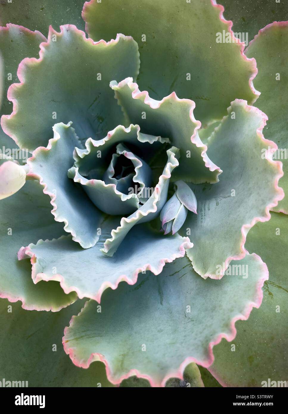 Gros plan d'une plante succulente dont la fleur pousse à l'intérieur. - Image de stock capturée avec un smartphone