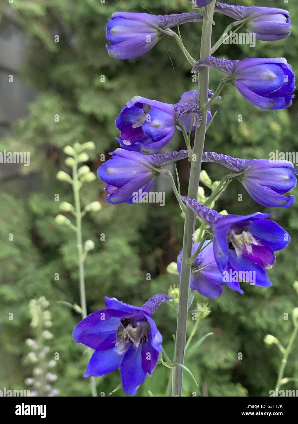 Delphiniums bleus avec fond vert Banque D'Images