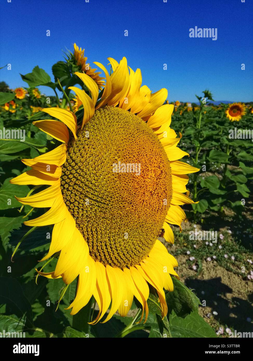 Tournesol Banque D'Images
