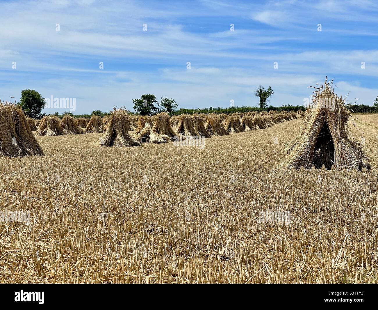 Des albums de blé qui sèchent au soleil du Devon du Nord. Ces poulies ou grains restent dans le champ pendant plusieurs jours avant d'être ramassés pour être écrasés. Banque D'Images