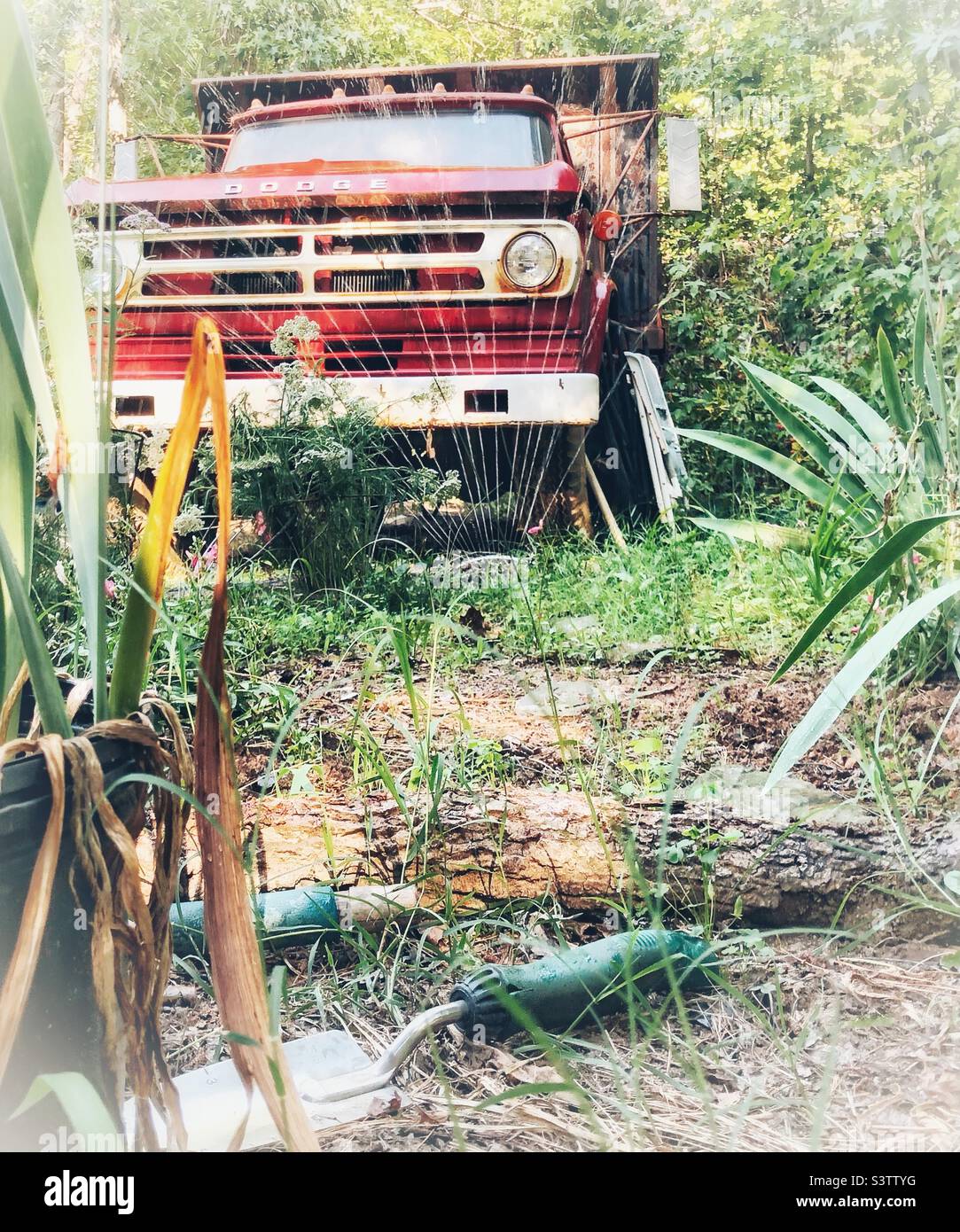 Un camion à benne rouge et un jardin fleuri sont arrosé par l'arroseur Banque D'Images