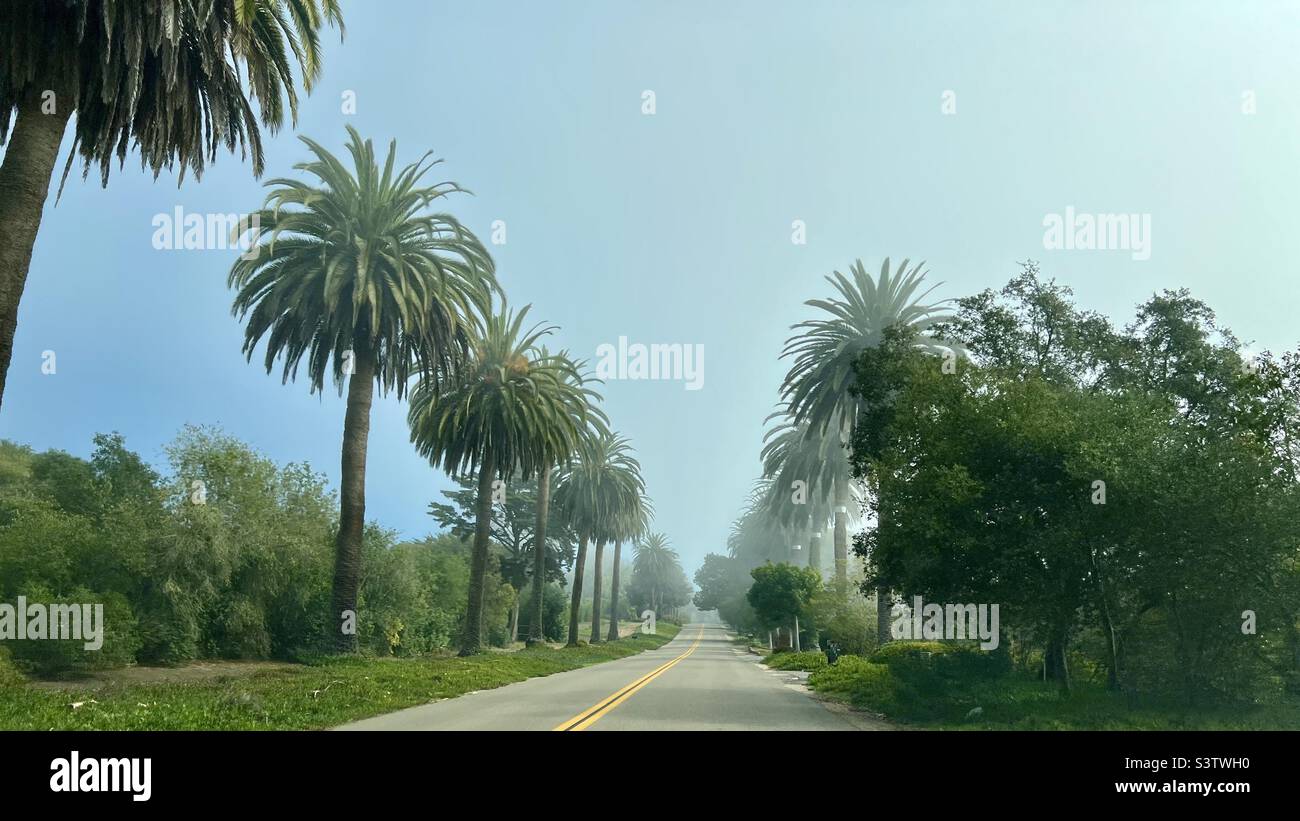 Chemin bordé de palmiers à Santa Barbara, Californie, avec brouillard de mer pour révéler le ciel bleu Banque D'Images Chemin bordé de palmiers à Santa Barbara, Californie, avec brouillard de mer pour révéler le ciel bleu Banque D'Images