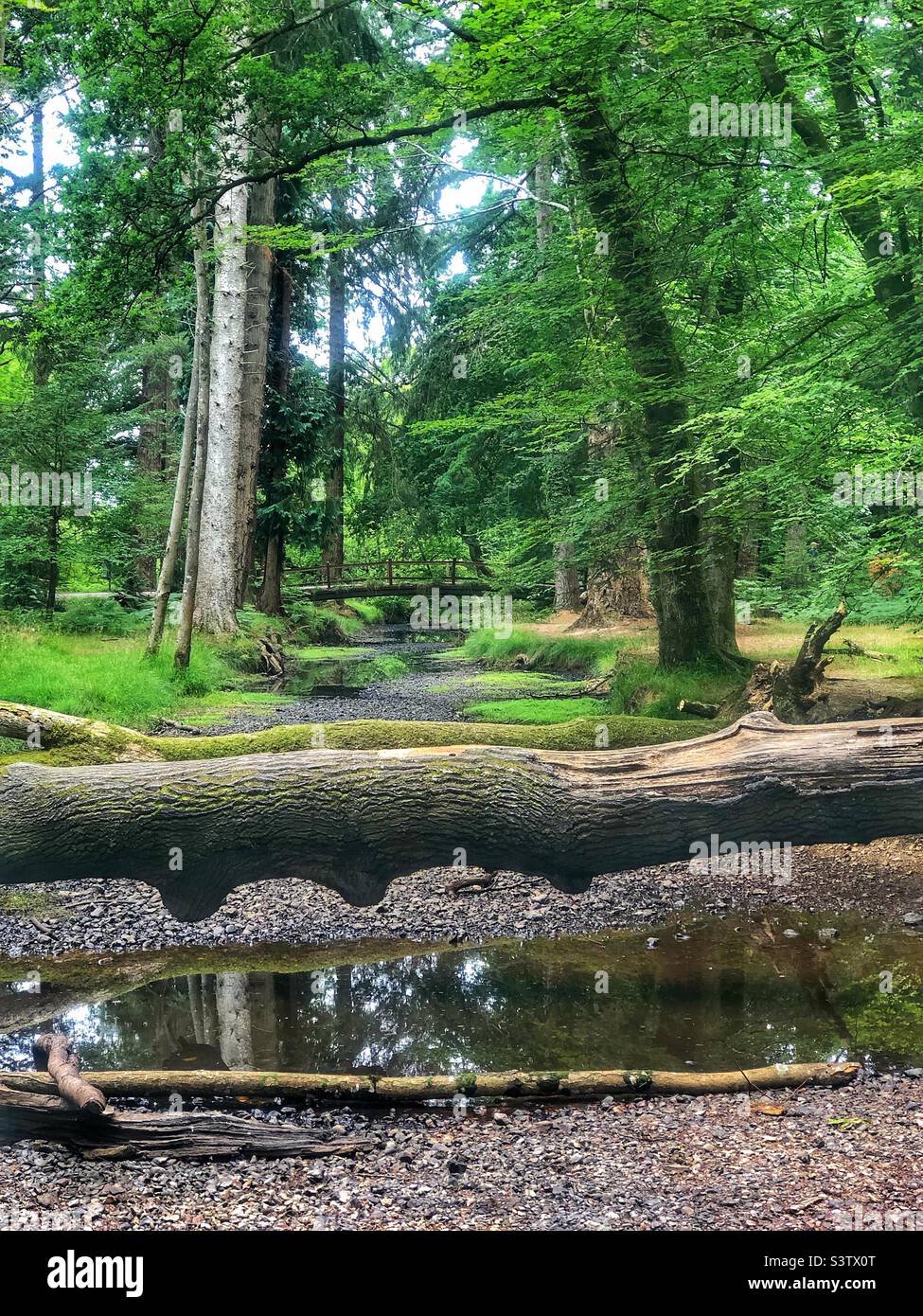 Le pont de Rhinefield et les arbres tombés sur le ruisseau « Flechs Water » qui s'assèche dans une sécheresse exposant le lit de ruisseau laissant des piscines peu profondes dans le parc national de New Forest Hampshire Royaume-Uni. Juillet 2022 Banque D'Images