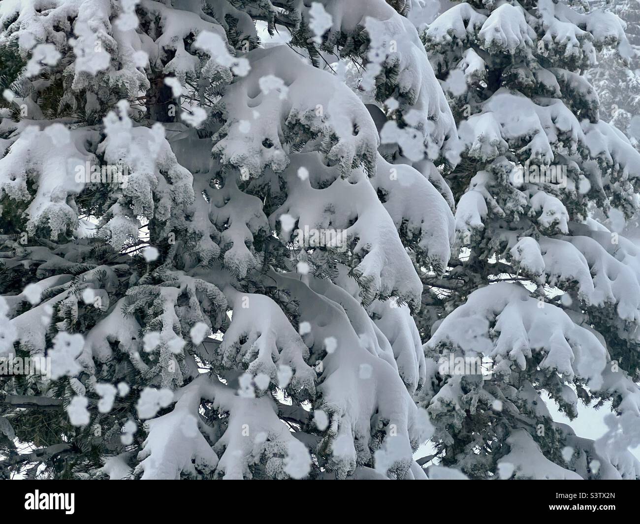 Gros plan sur un pin recouvert de neige avec de gros morceaux de neige tombant en premier plan Banque D'Images
