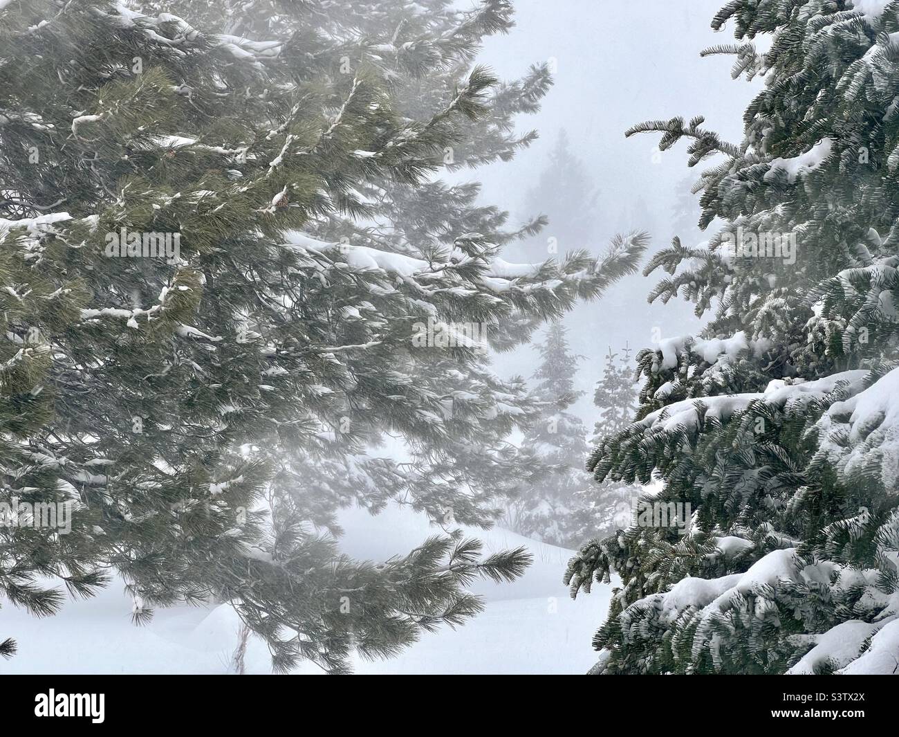 Vue à travers les pins enneigés avec plus de neige tombant dans le paysage d'hiver Banque D'Images