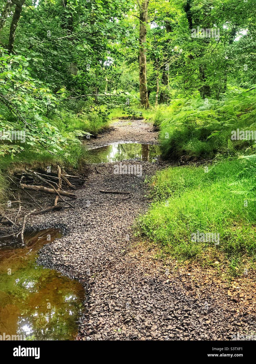 Le ruisseau « Flechs Water » a séché dans une sécheresse exposant le lit de ruisseau et les branches tombées, laissant des piscines peu profondes. New Forest National Park Hampshire Royaume-Uni. Juillet 2022 Banque D'Images
