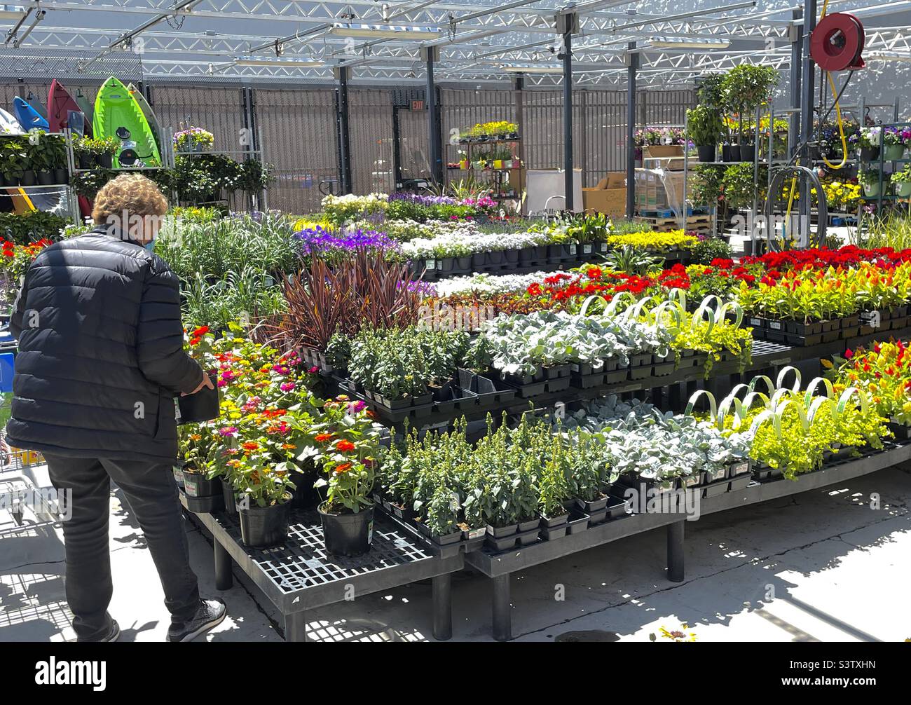 Une femme âgée fait du shopping au Garden Center d'un Walmart de l'Utah local, décidant des plantes et des fleurs à acheter. - Image de stock capturée avec un smartphone
