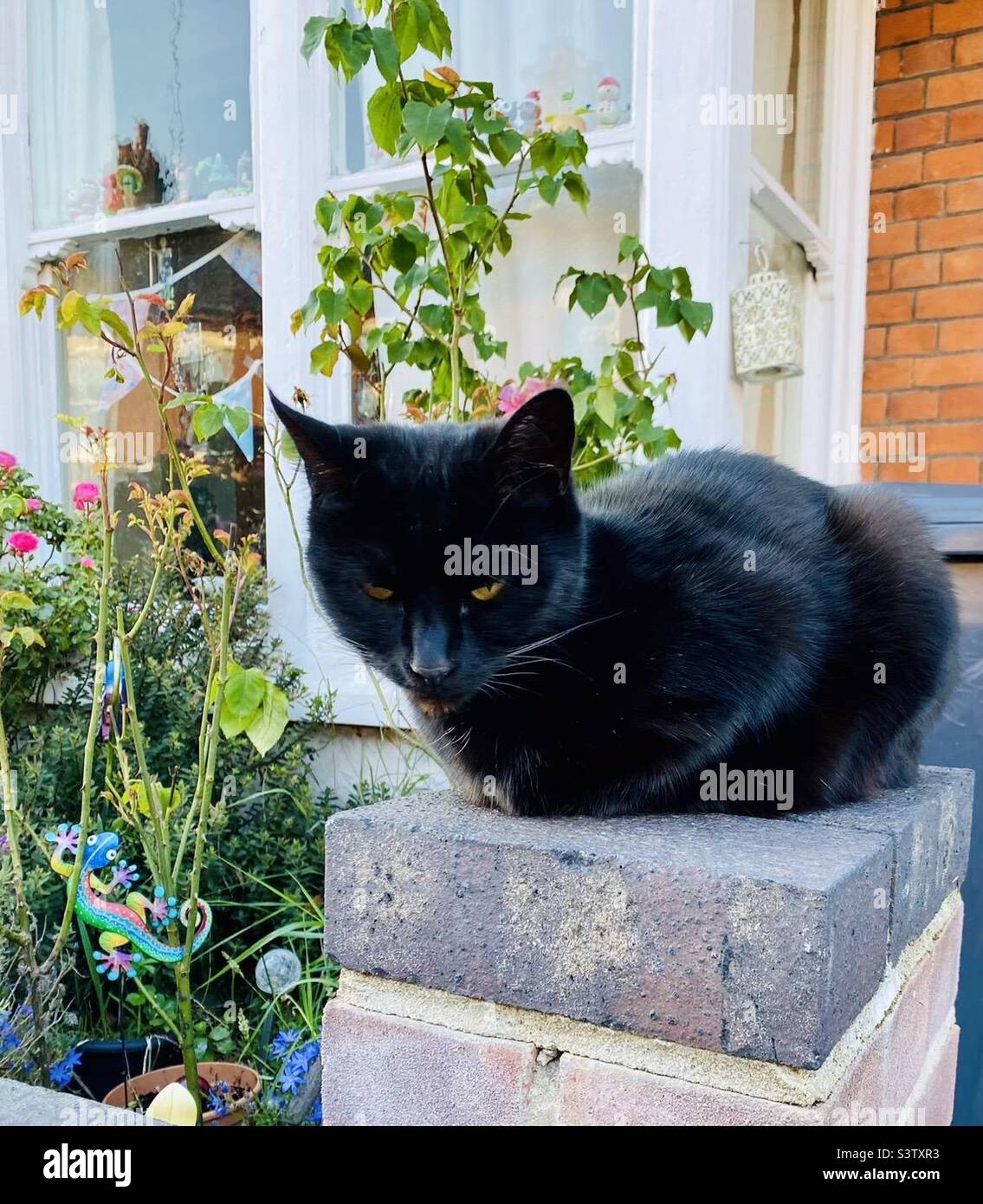 Ce chat noir est le pilier de sa communauté! Banque D'Images