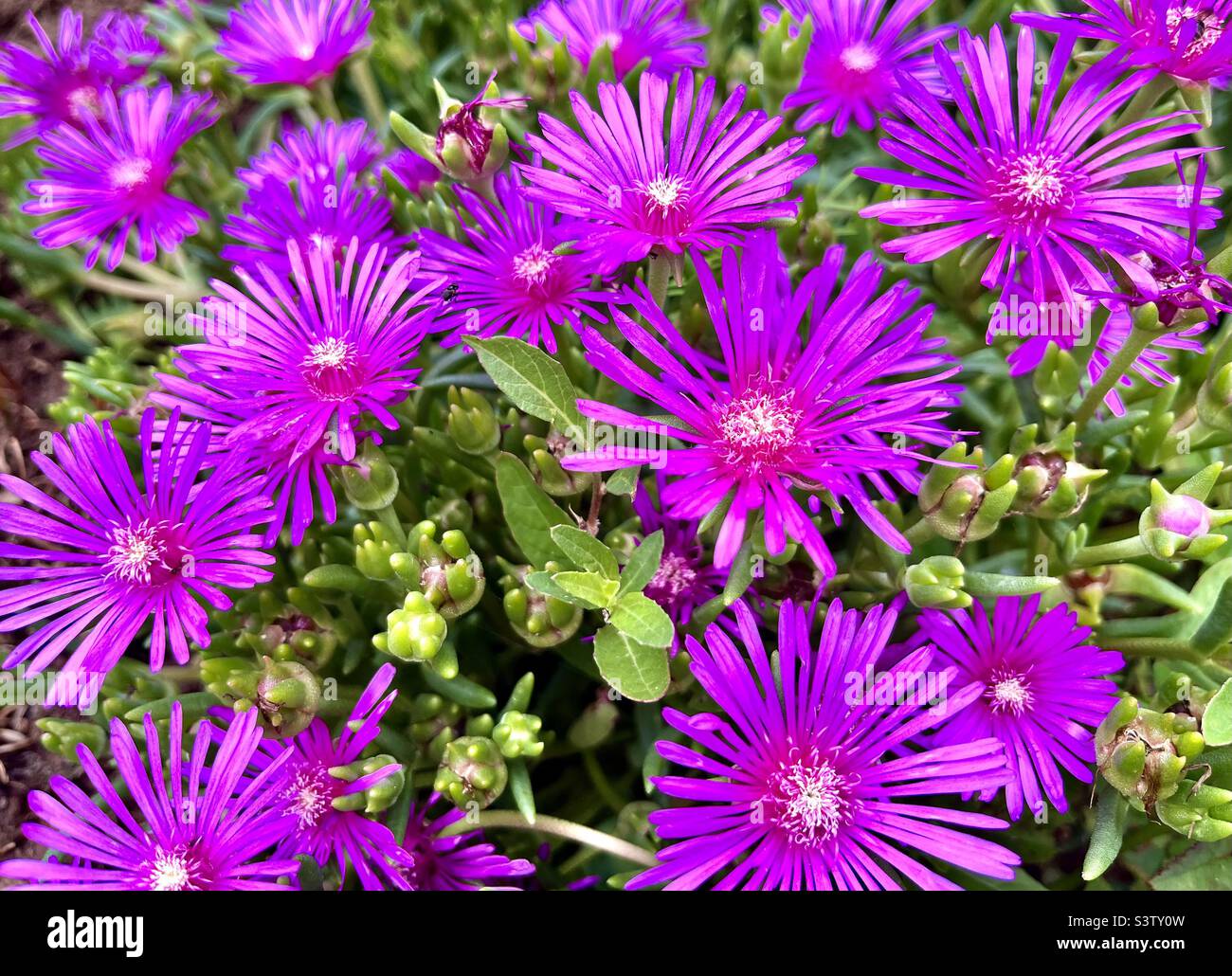 Plante de glace de fuite lampranthus spectabilis ou Delosperma cooperi bouquet de fleurs de près - Image de stock capturée avec un smartphone