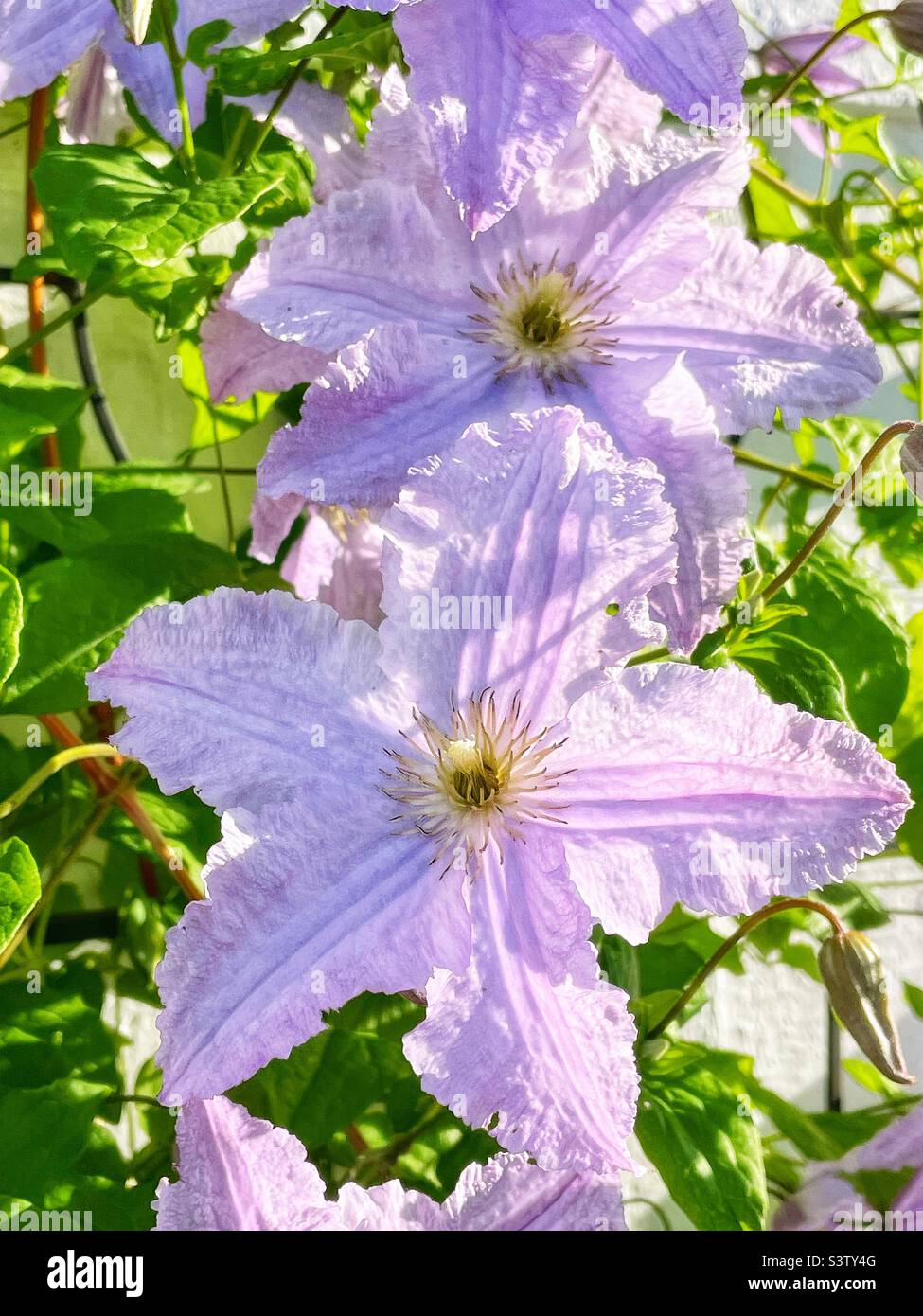 Clematis de vigne bleu pâle qui grandit dans un treillis. Banque D'Images