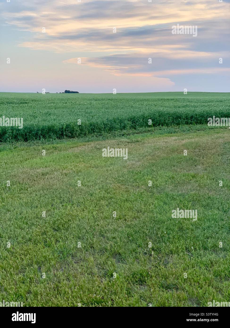 Coucher de soleil sur un champ de pois en Saskatchewan, Canada Banque D'Images