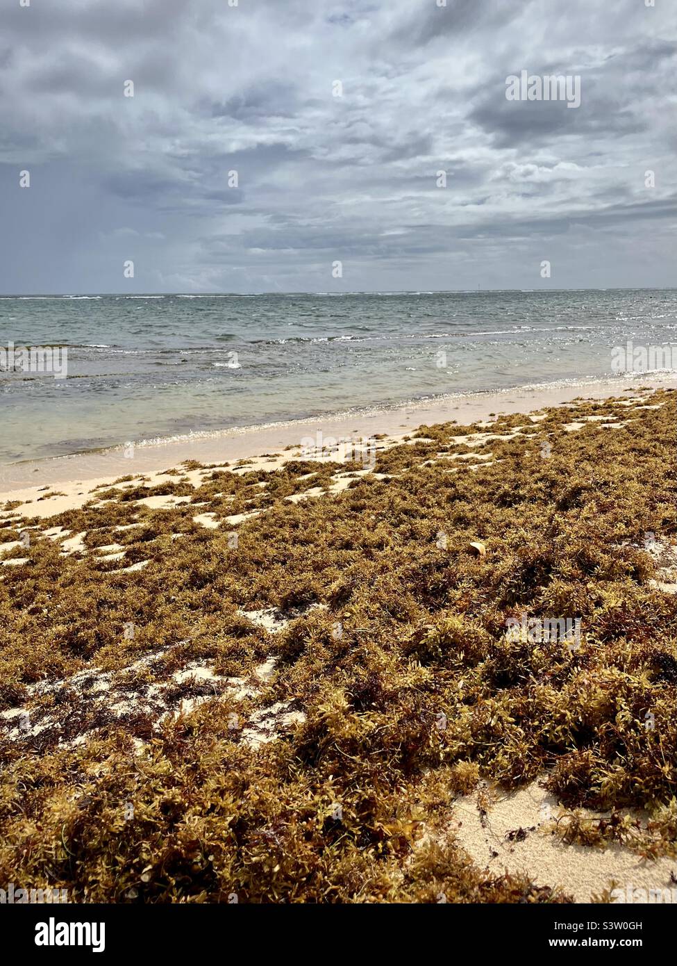 Plage des Caraïbes avec algues sargassum sur le sable et la mer des Caraïbes en arrière-plan. Photo prise en Guadeloupe en juillet 2022 Banque D'Images