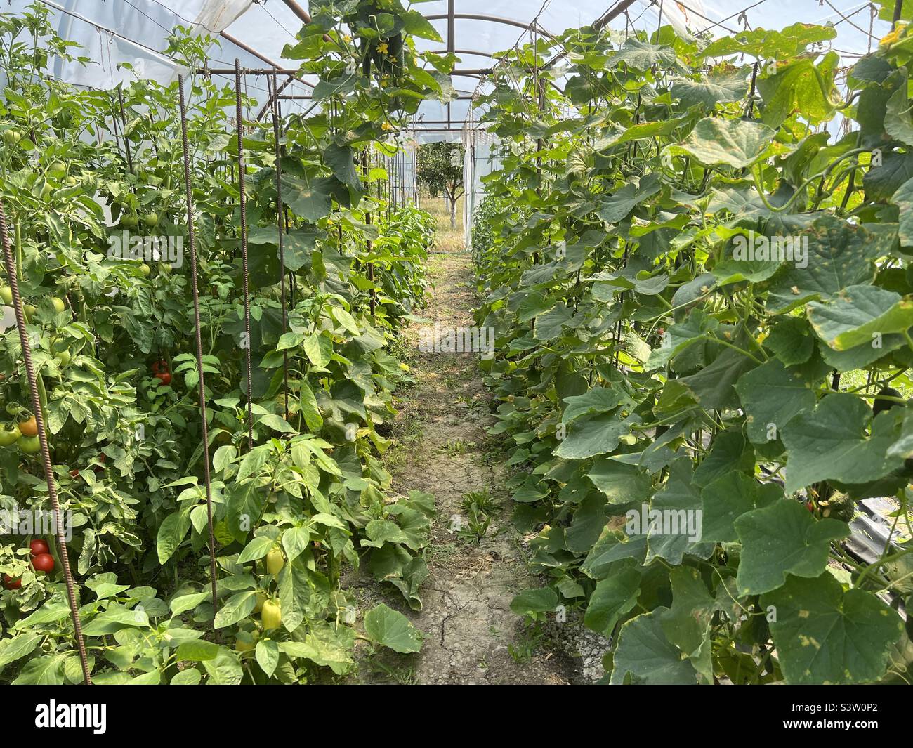 Serre dans le jardin avec des plantes de tomates, poivrons et cornichons Banque D'Images