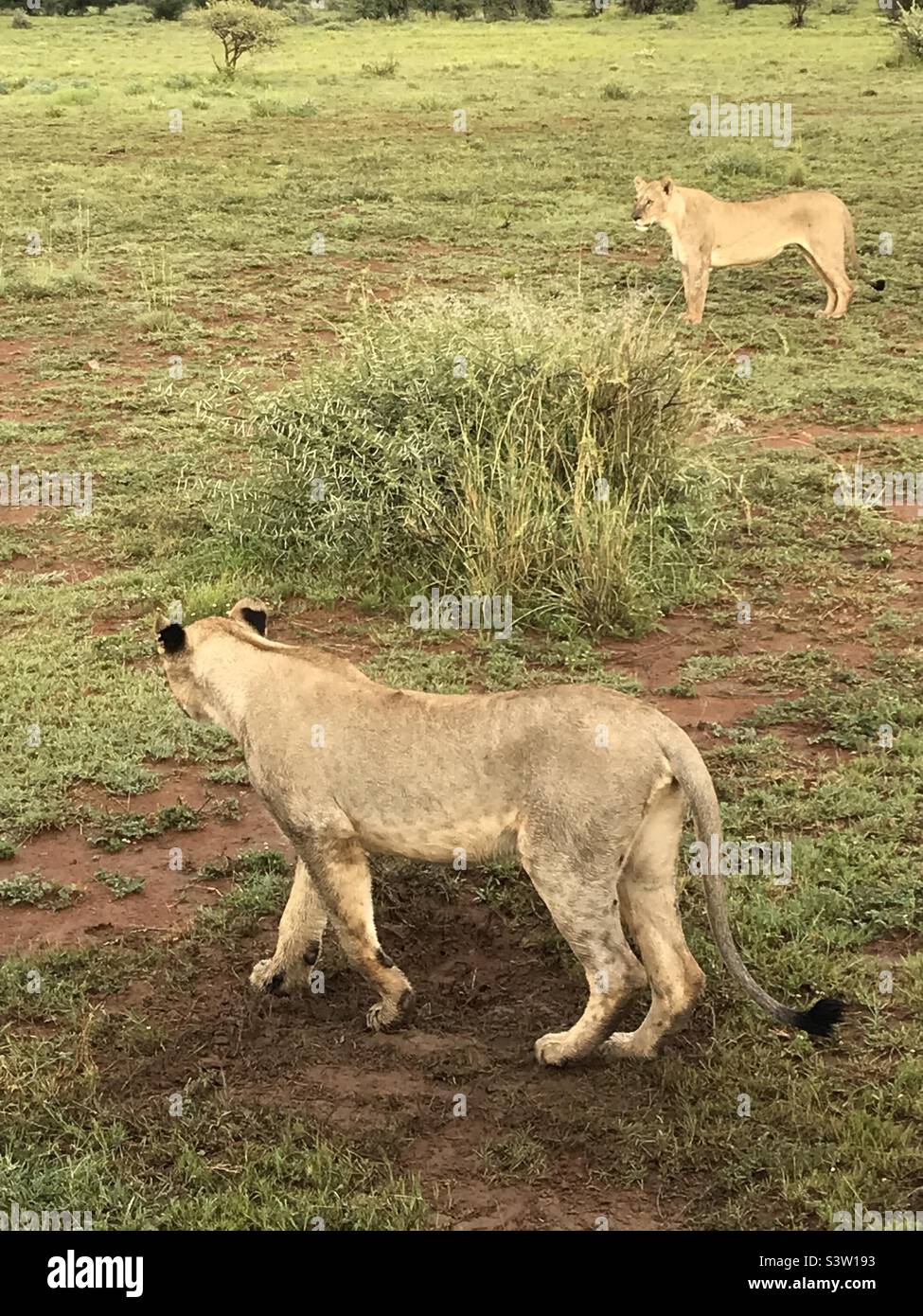 Lions sauvages en Afrique du Sud Banque D'Images