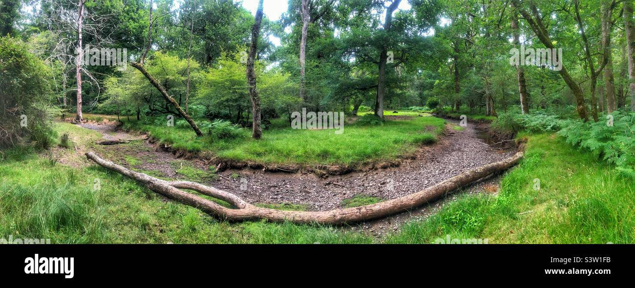 Un arbre tombé dans le ruisseau « Flechs Water » a séché lors d'une sécheresse exposant le lit du ruisseau laissant des piscines peu profondes. New Forest National Park Hampshire Royaume-Uni. Juillet 2022 Banque D'Images