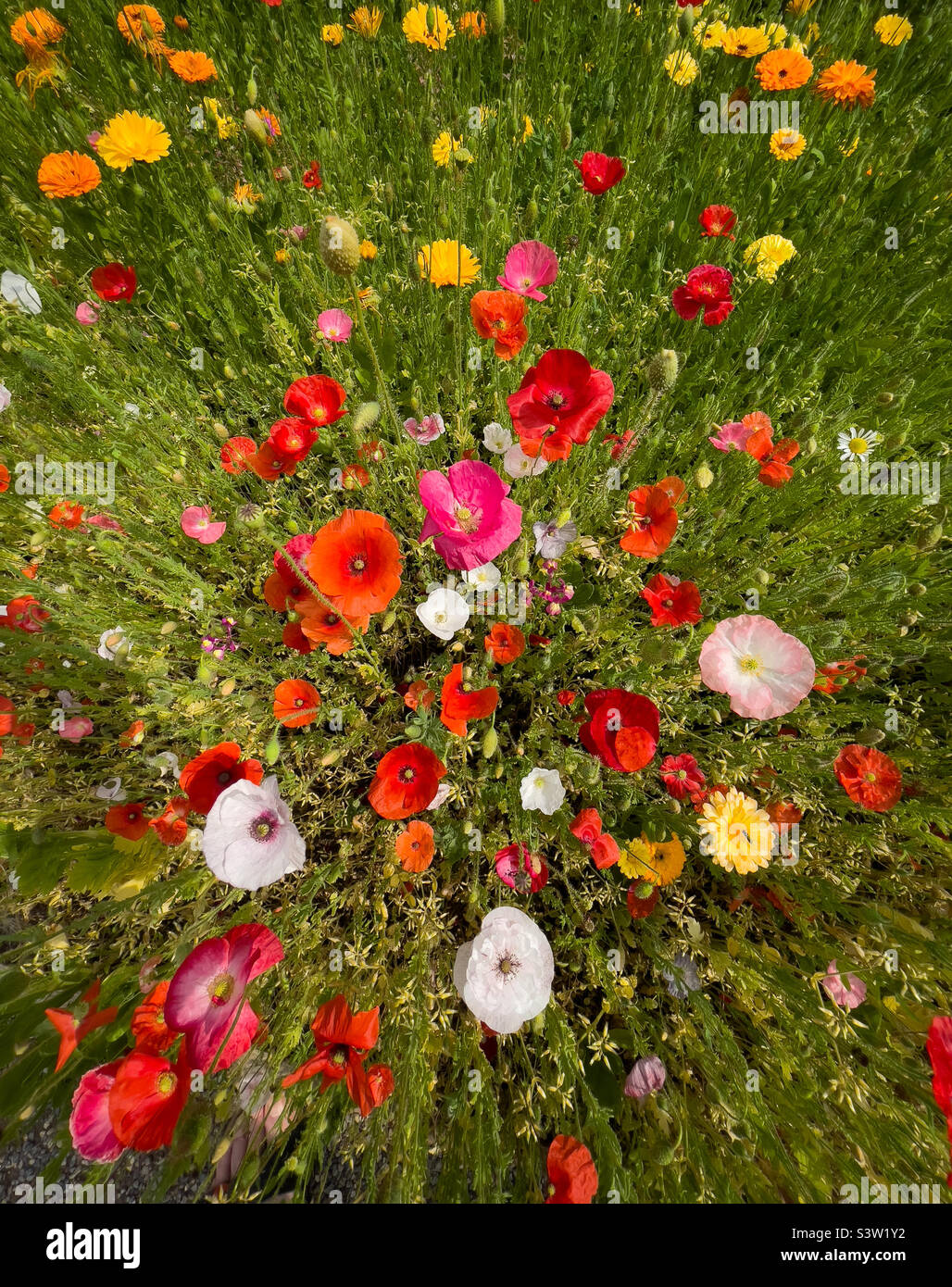 Plan vue sur un pré d'été avec des coquelicots rouges. Banque D'Images