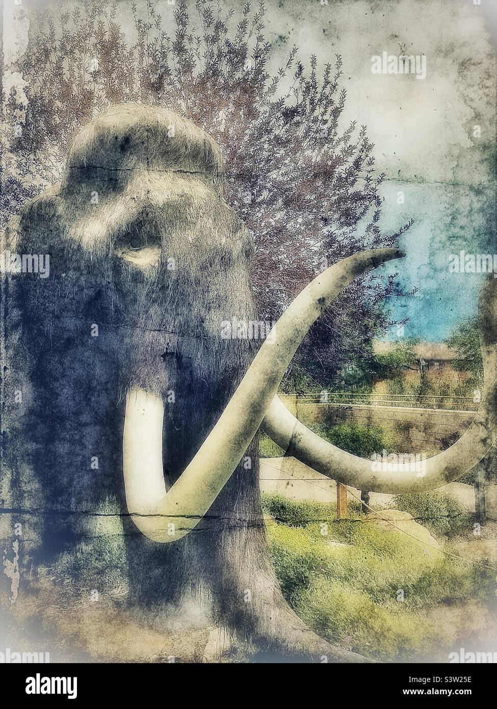 Récemment découvert artefact d'un mammouth de Woolly, que l'on croit dater de l'âge de glace… Ou bien, il pourrait s'agir d'une image récente « âgée » prise au Dinosaur Museum à Vernal, Utah, États-Unis. - Image de stock capturée avec un smartphone