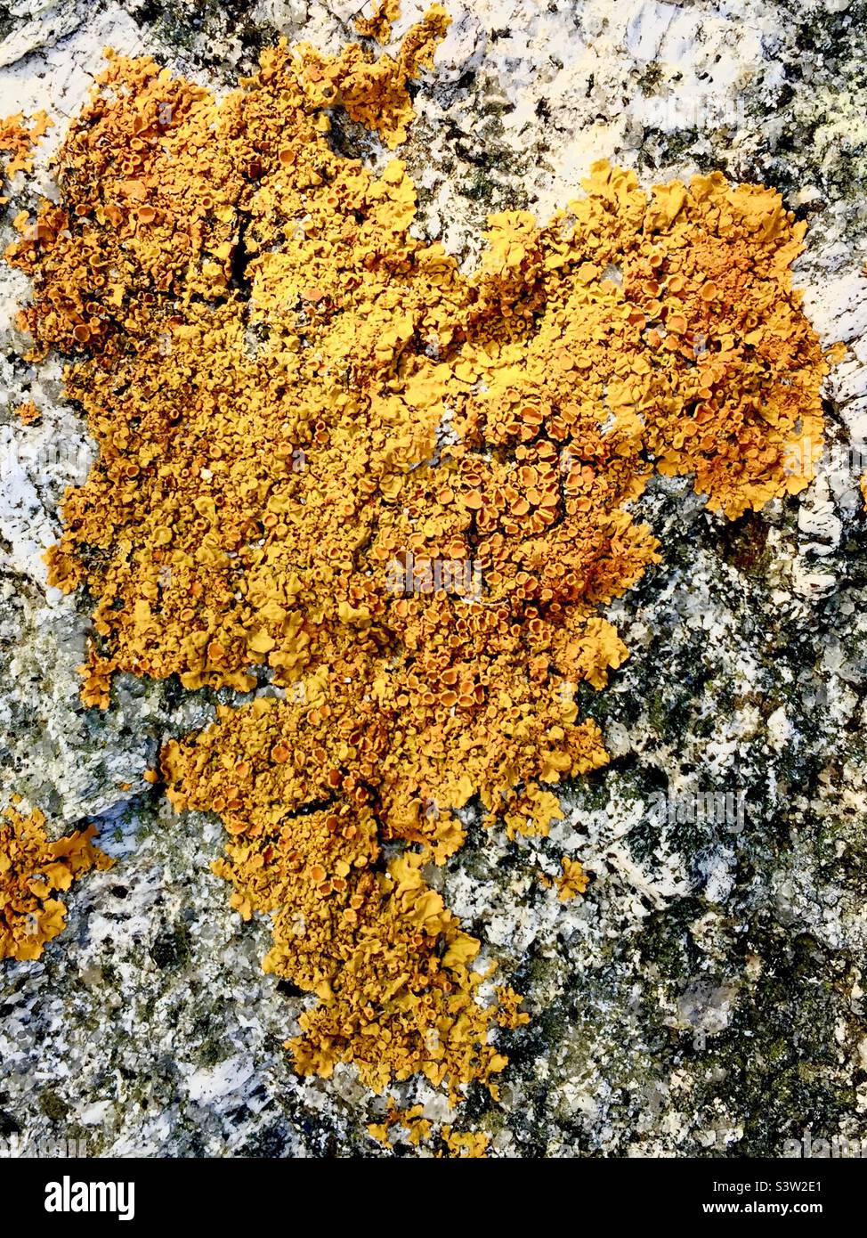 Carte stylisée, Amérique du Nord ou du Sud, tracée naturellement par le lichen sur un rocher, Halifax, Nouvelle-Écosse, Canada. Lichen en forme de soleil. Ocre jaune. Chaleur, lumière, humidité au travail. - Image de stock capturée avec un smartphone Carte stylisée, Amérique du Nord ou du Sud, tracée naturellement par le lichen sur un rocher, Halifax, Nouvelle-Écosse, Canada. Lichen en forme de soleil. Ocre jaune. Chaleur, lumière, humidité au travail. - Image de stock capturée avec un smartphone