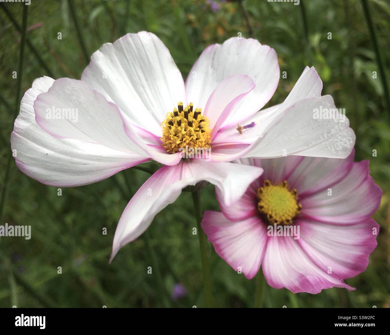 COSMOS, fleurs, beauté, herbe, vert, rose, blanc, jaune, doré, nature, beauté , amour Banque D'Images
