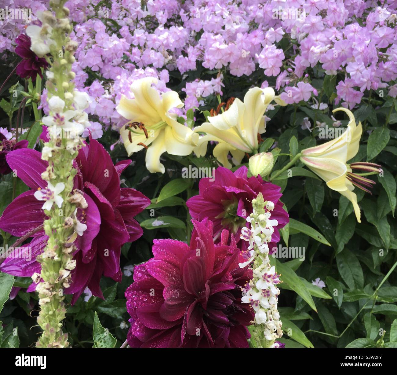 Violet, lilas, jaune, fleur, vert, design, joie, jardin, style , nature, beauté Banque D'Images