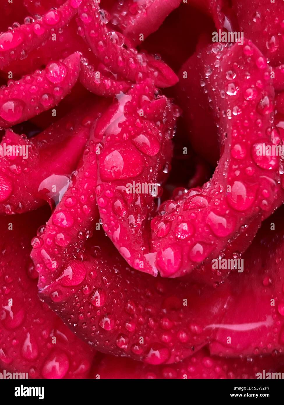 Belle rose rouge gros plan avec gouttes de pluie - Image de stock capturée avec un smartphone