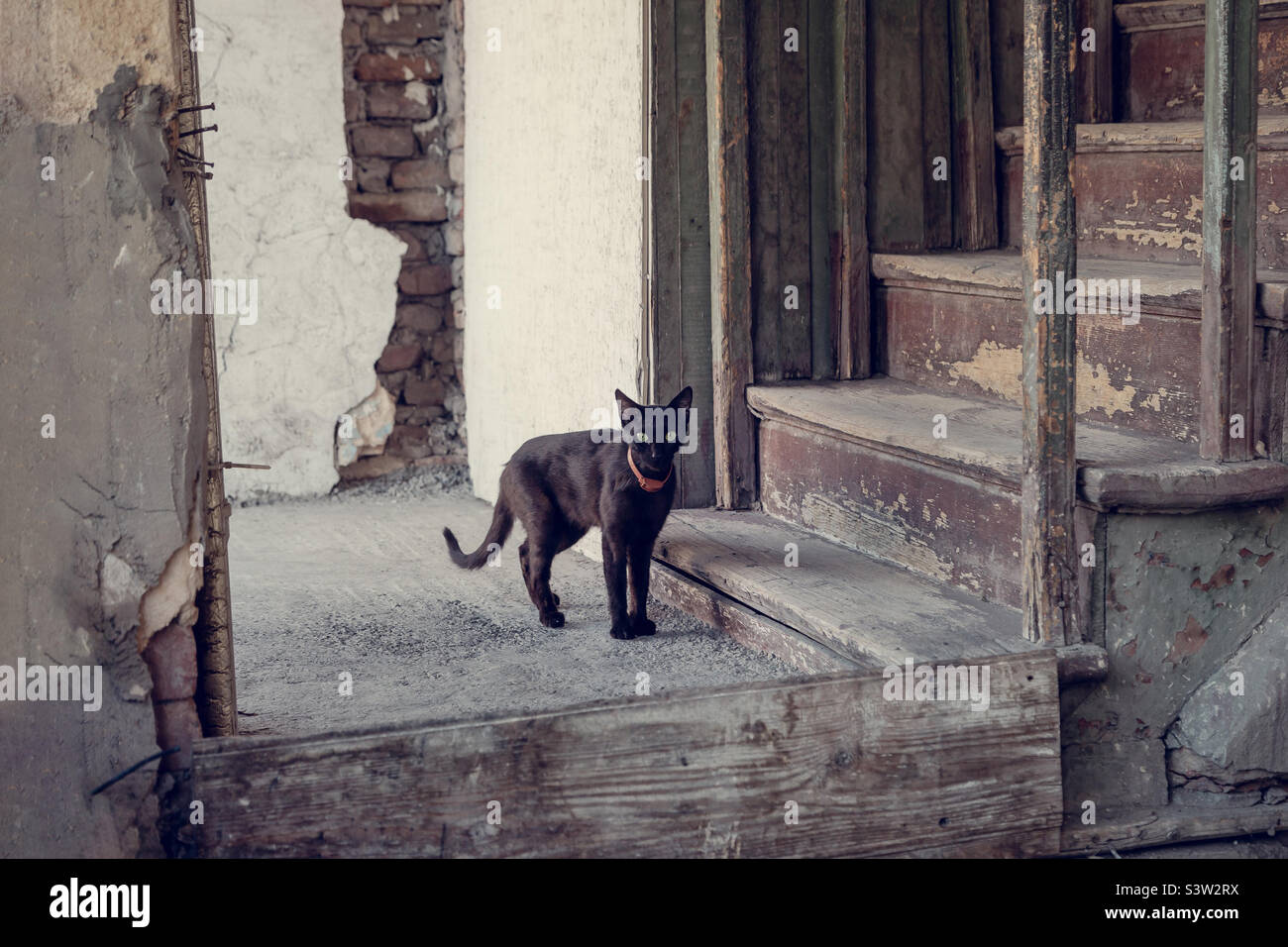 Chat noir mignon dans l'ancien intérieur rustique Banque D'Images
