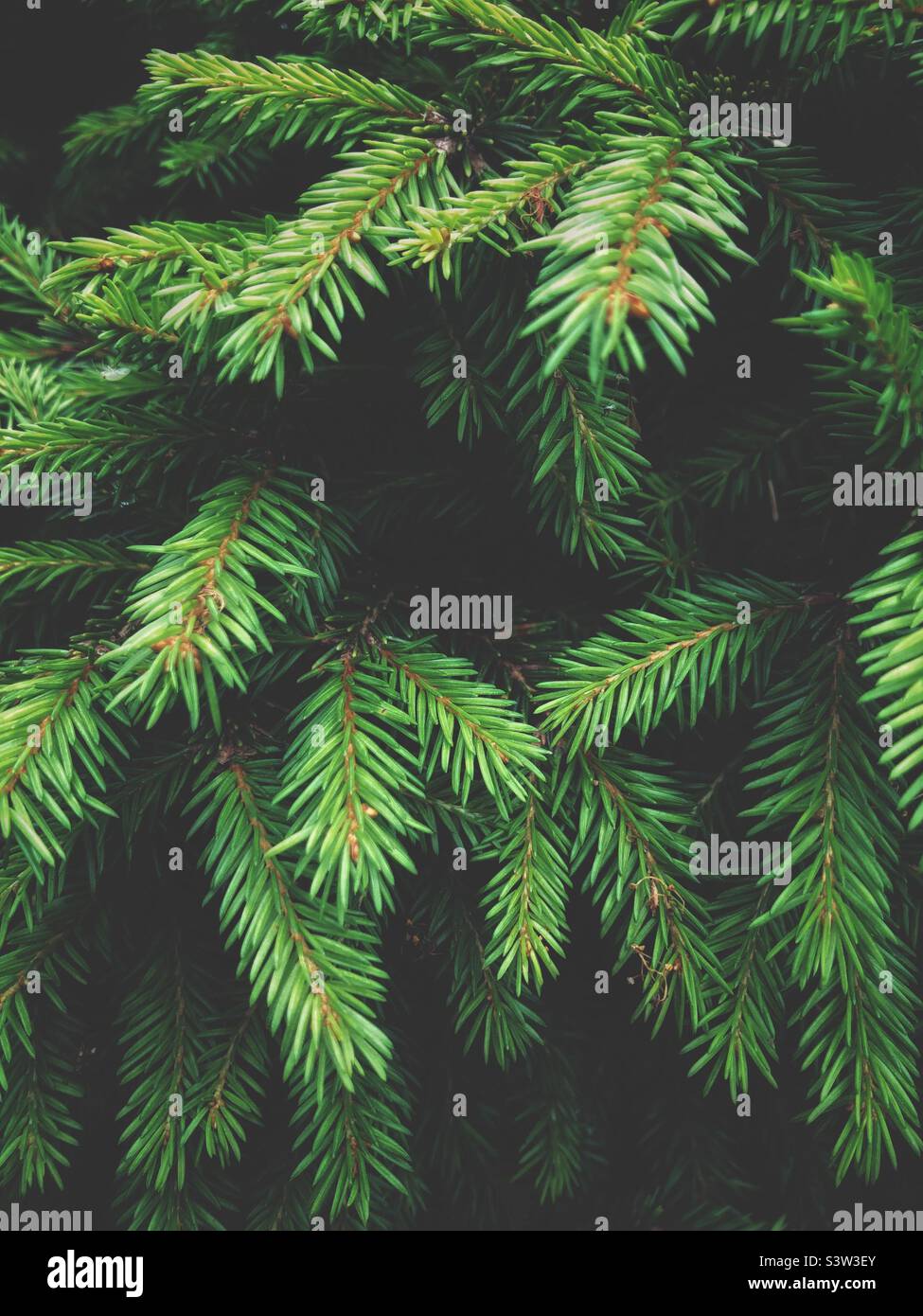 Fond de nature plein cadre d'un gros plan des feuilles et des branches d'un sapin ou d'un pin avec espace de copie - Image de stock capturée avec un smartphone