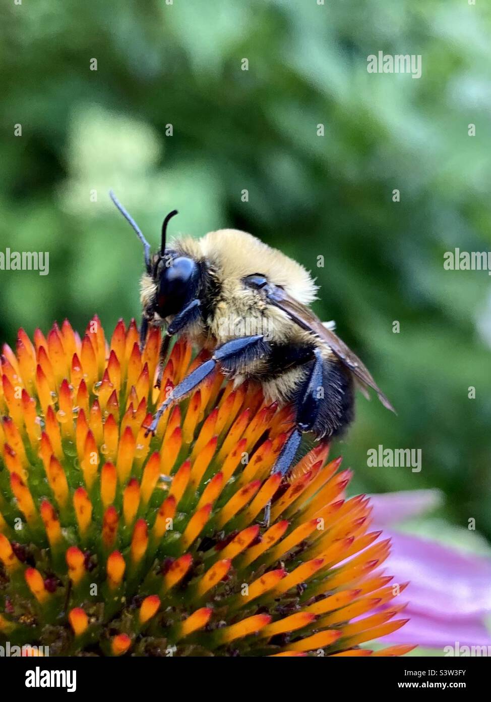 Photo macro d'un impatiens de bombus, plus connu sous le nom d'abeille bumble orientale perchée sur une confleur pourpre. Banque D'Images