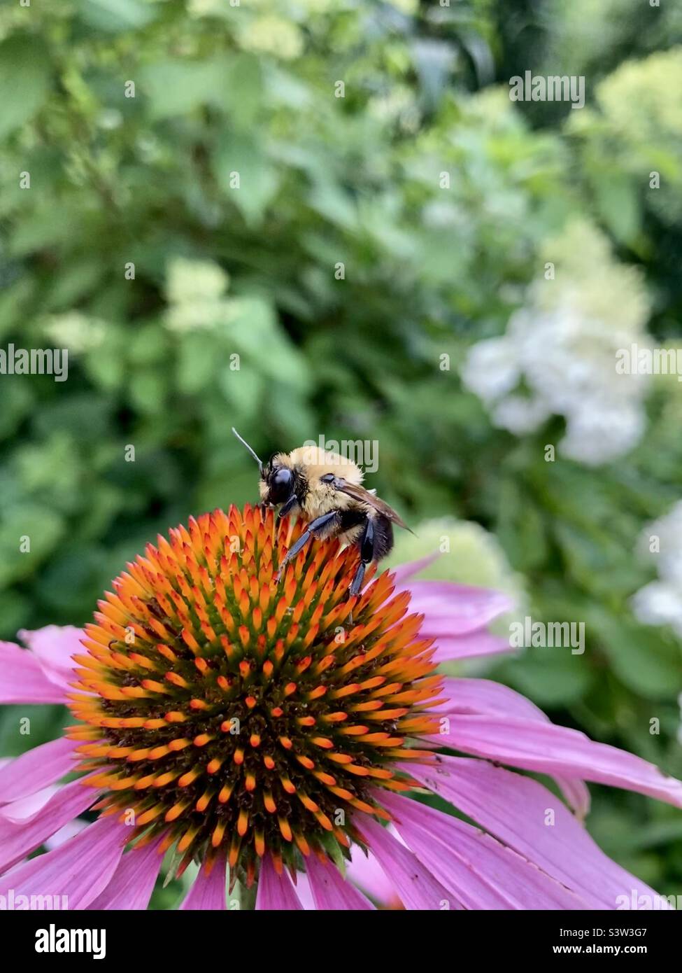 L'impatiens de Bombus, plus communément connu sous le nom d'abeille bumble orientale perchée sur une coneflower pourpre. Banque D'Images