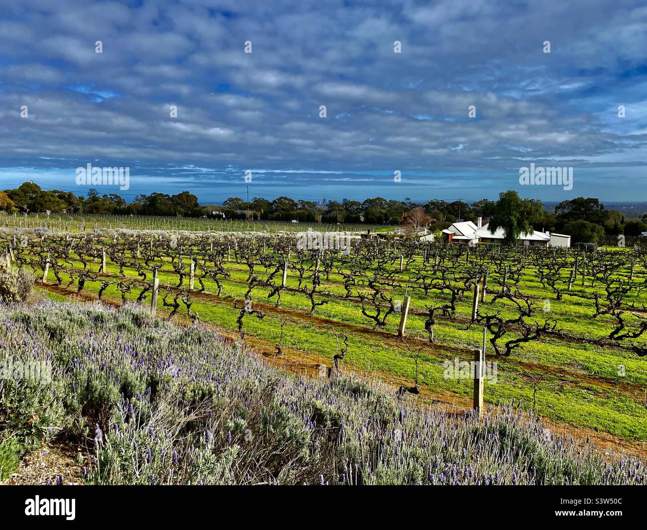 Vignes d'hiver dans le vignoble, Adélaïde, Australie Banque D'Images