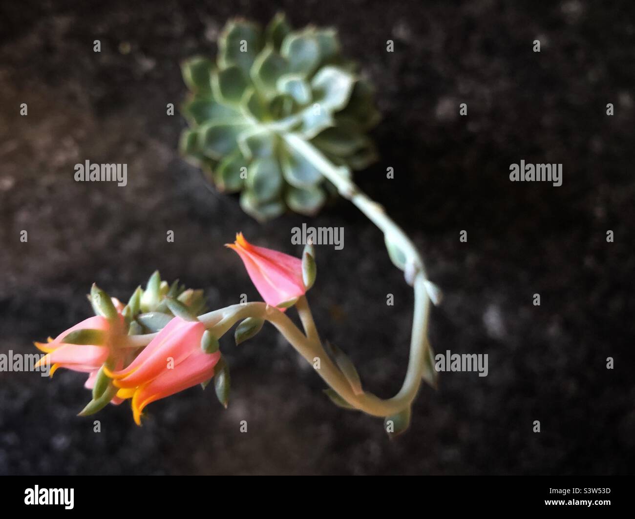 Echeveria secunda Blossom, vu d'en haut Banque D'Images