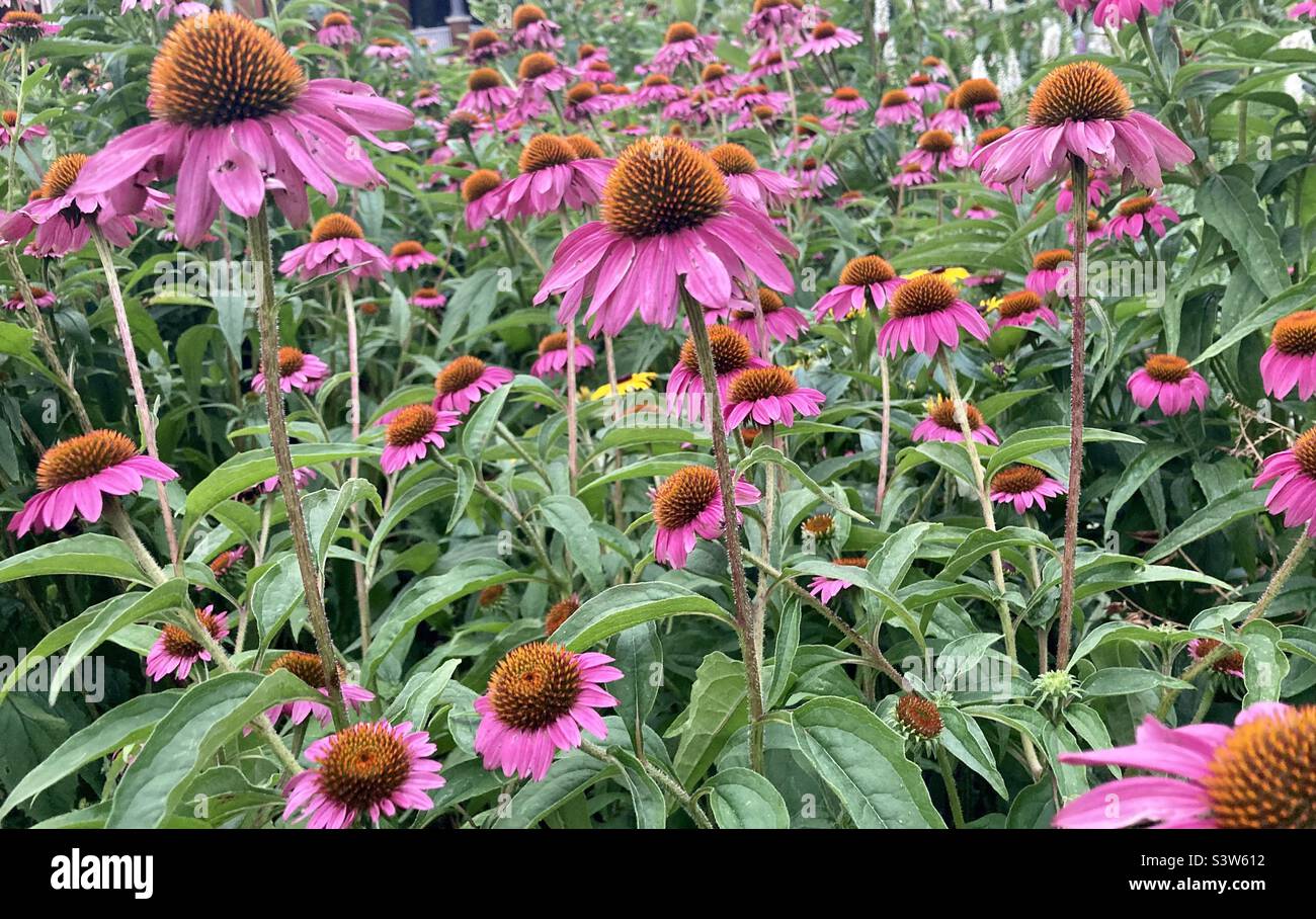 Un champ de fleurs de conefleurs violettes. Banque D'Images