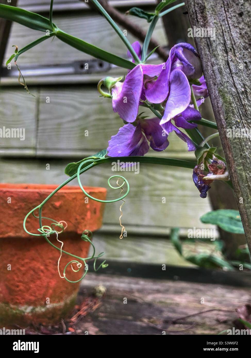 Fleur de pois lavande à côté de la terre cuite Banque D'Images