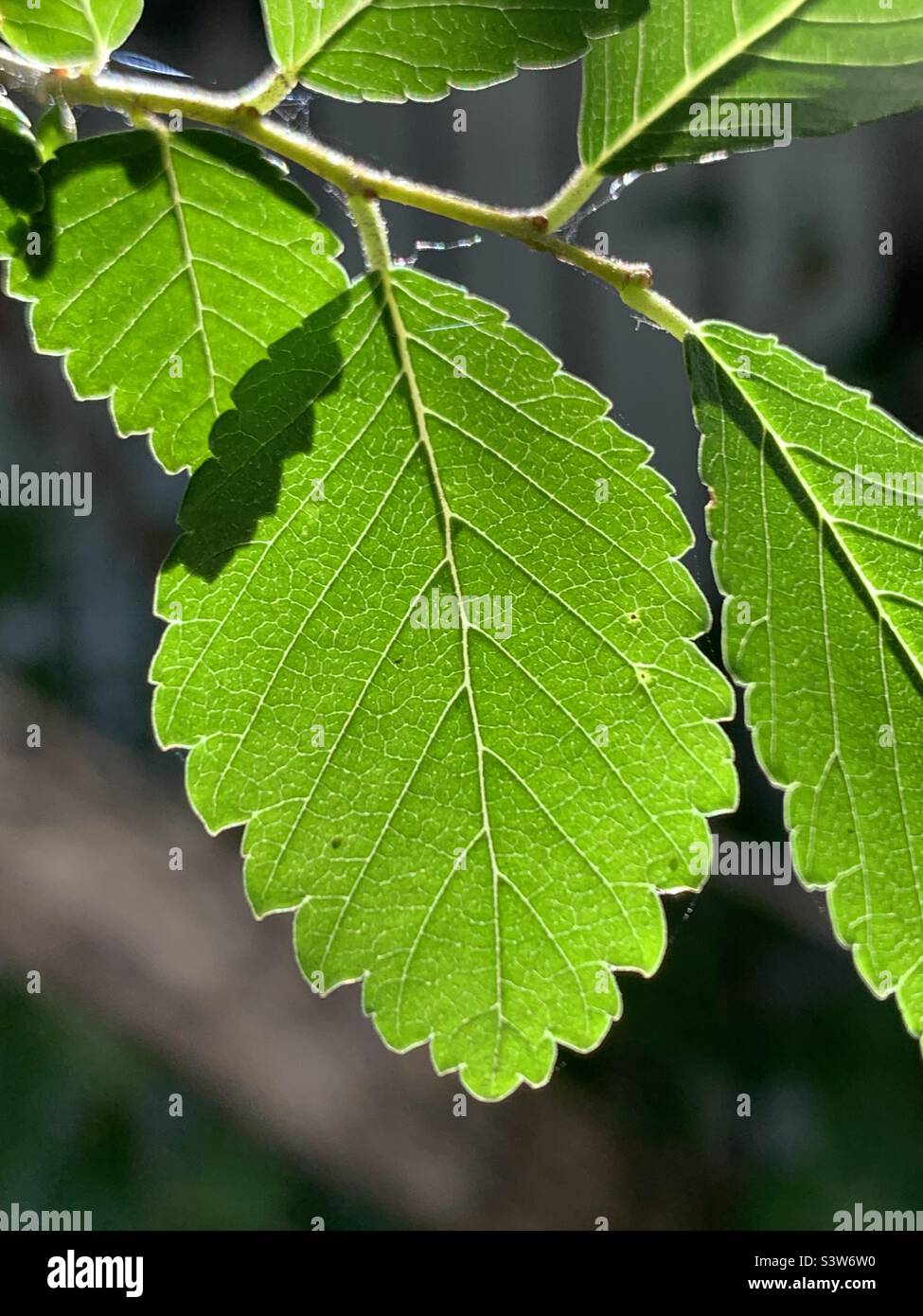 Gros plan des feuilles vertes de l'orme sous le soleil du matin - Image de stock capturée avec un smartphone