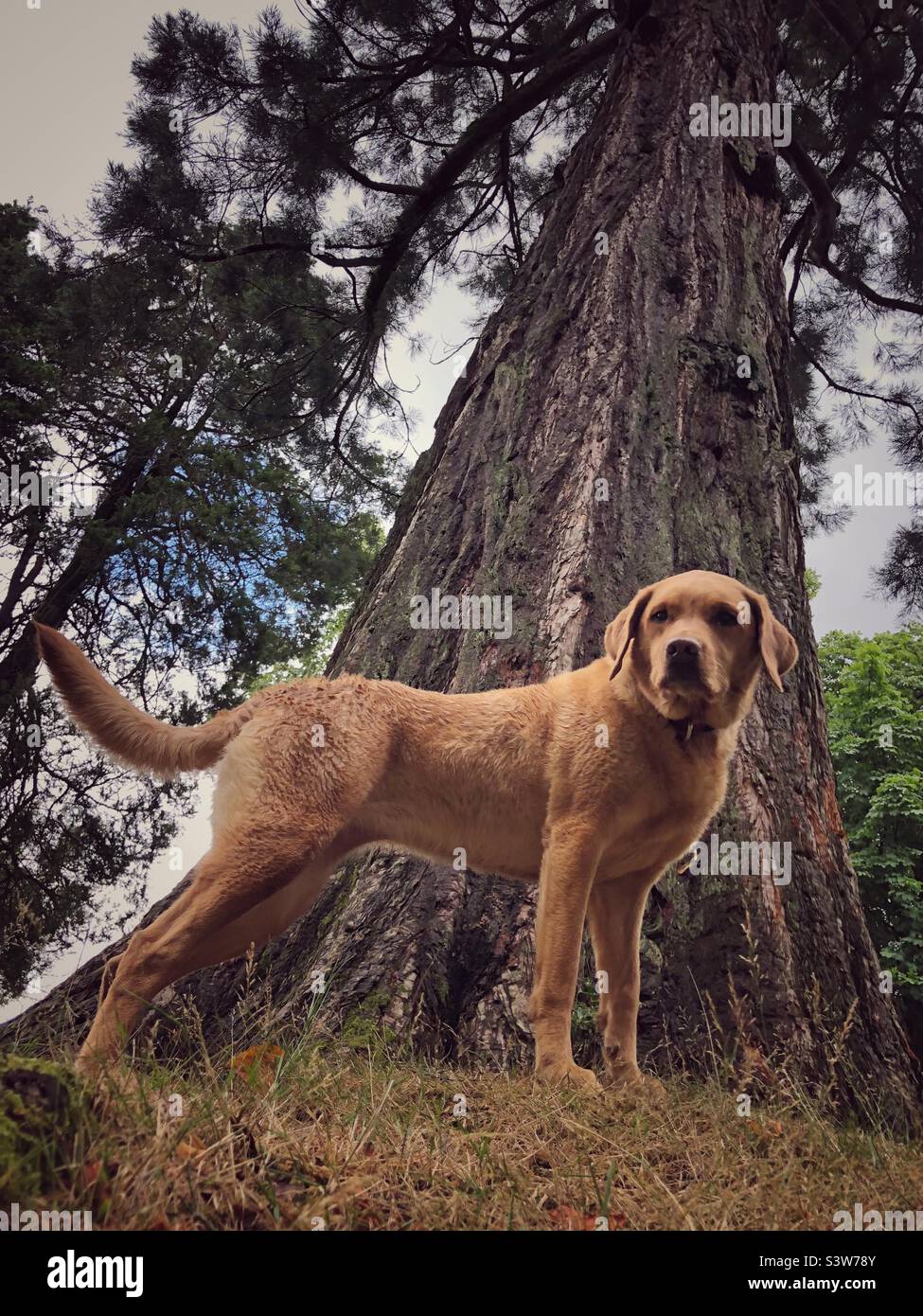Un très grand chien debout sous un séquoia géant Banque D'Images