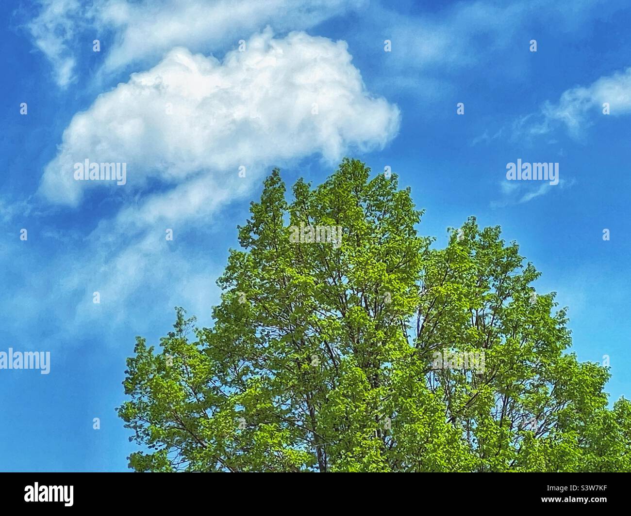 Ciel de printemps équitable au-dessus de l'Utah, États-Unis. L'un des nombreux visages magnifiques que la nature porte. Ici, un arbre de printemps atteint le ciel bleu avec des formations de nuages plus sages. Banque D'Images