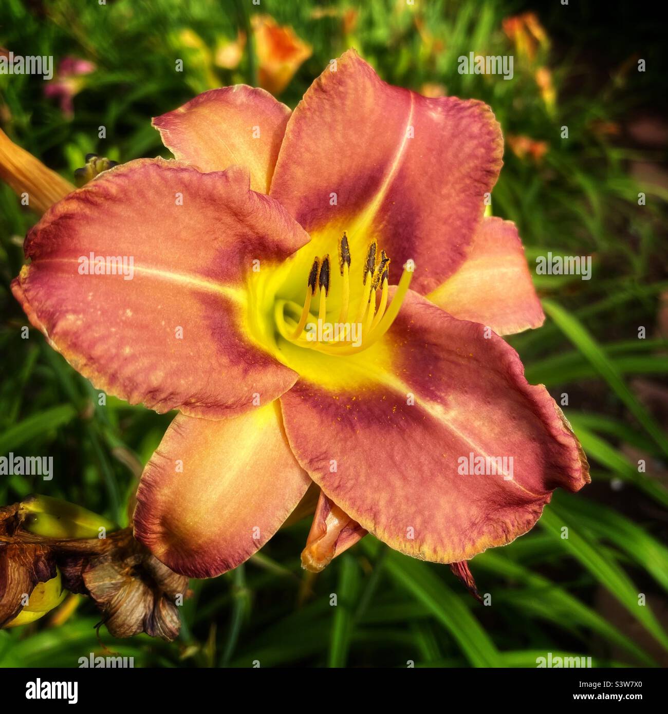 Belle fleur de nénuphars dans le jardin d'été. - Image de stock capturée avec un smartphone