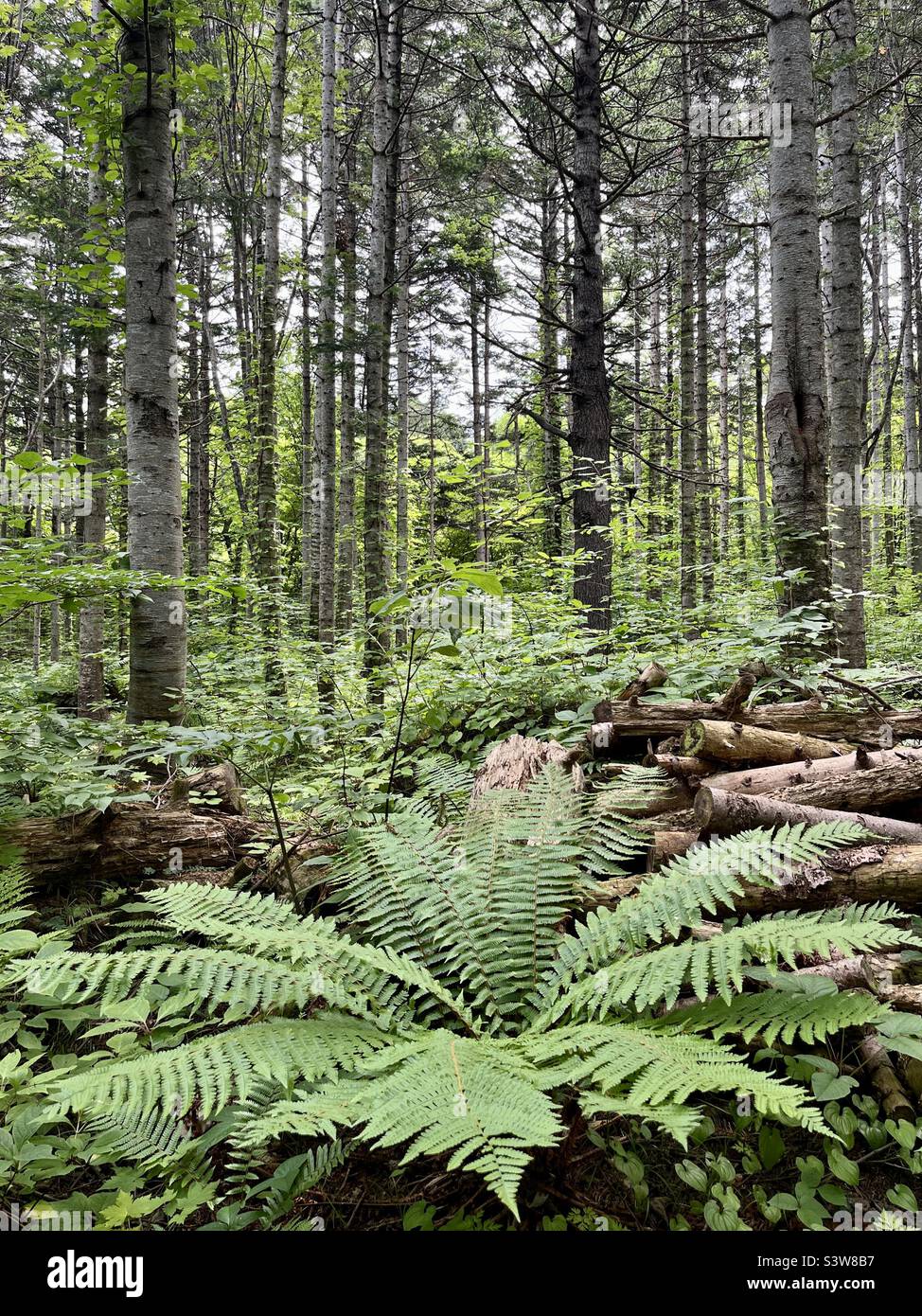 Grande fougère verte dans une forêt de pins - Image de stock capturée avec un smartphone